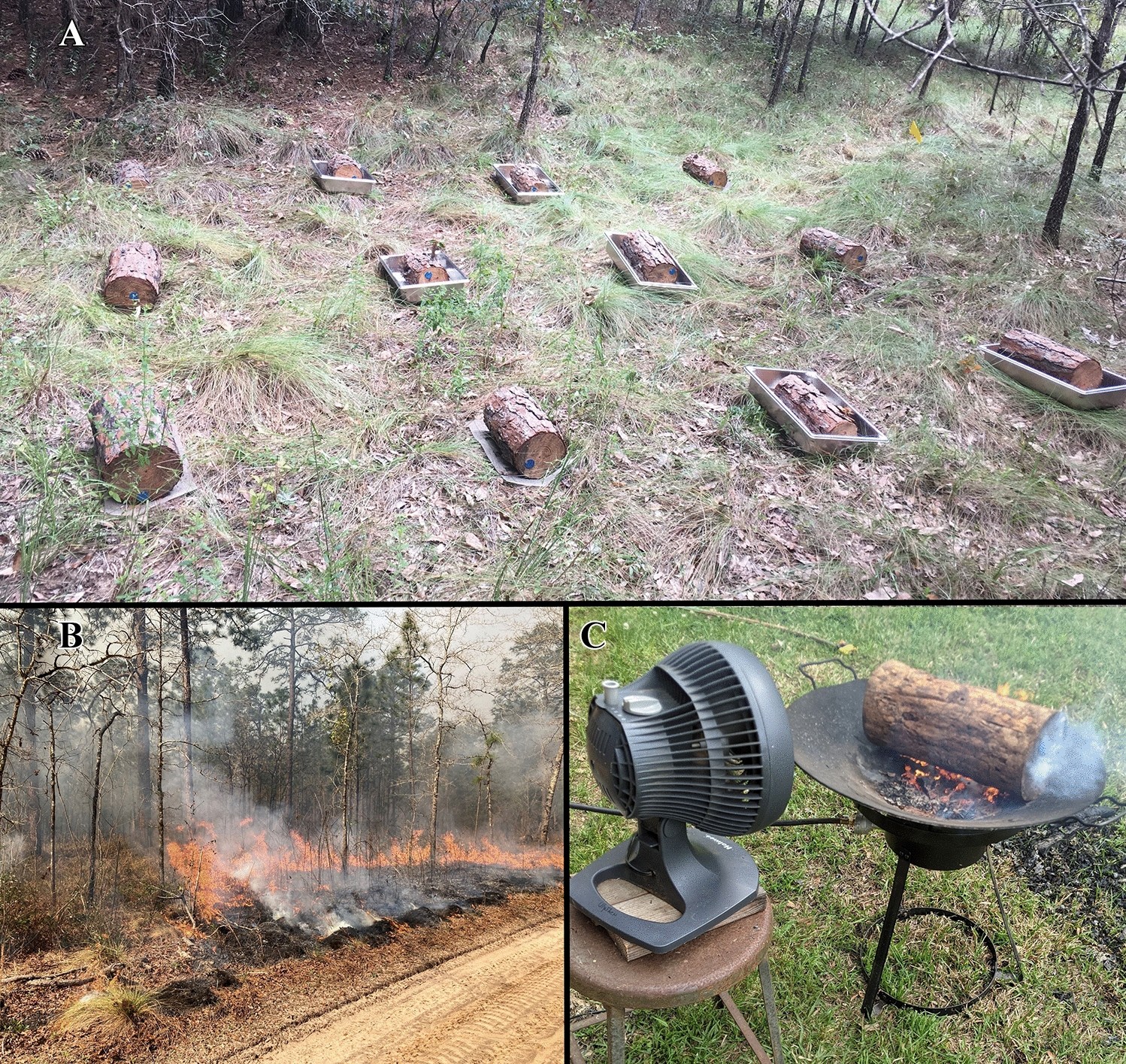 The importance of termites and fire to dead wood consumption in the  longleaf pine ecosystem | Scientific Reports