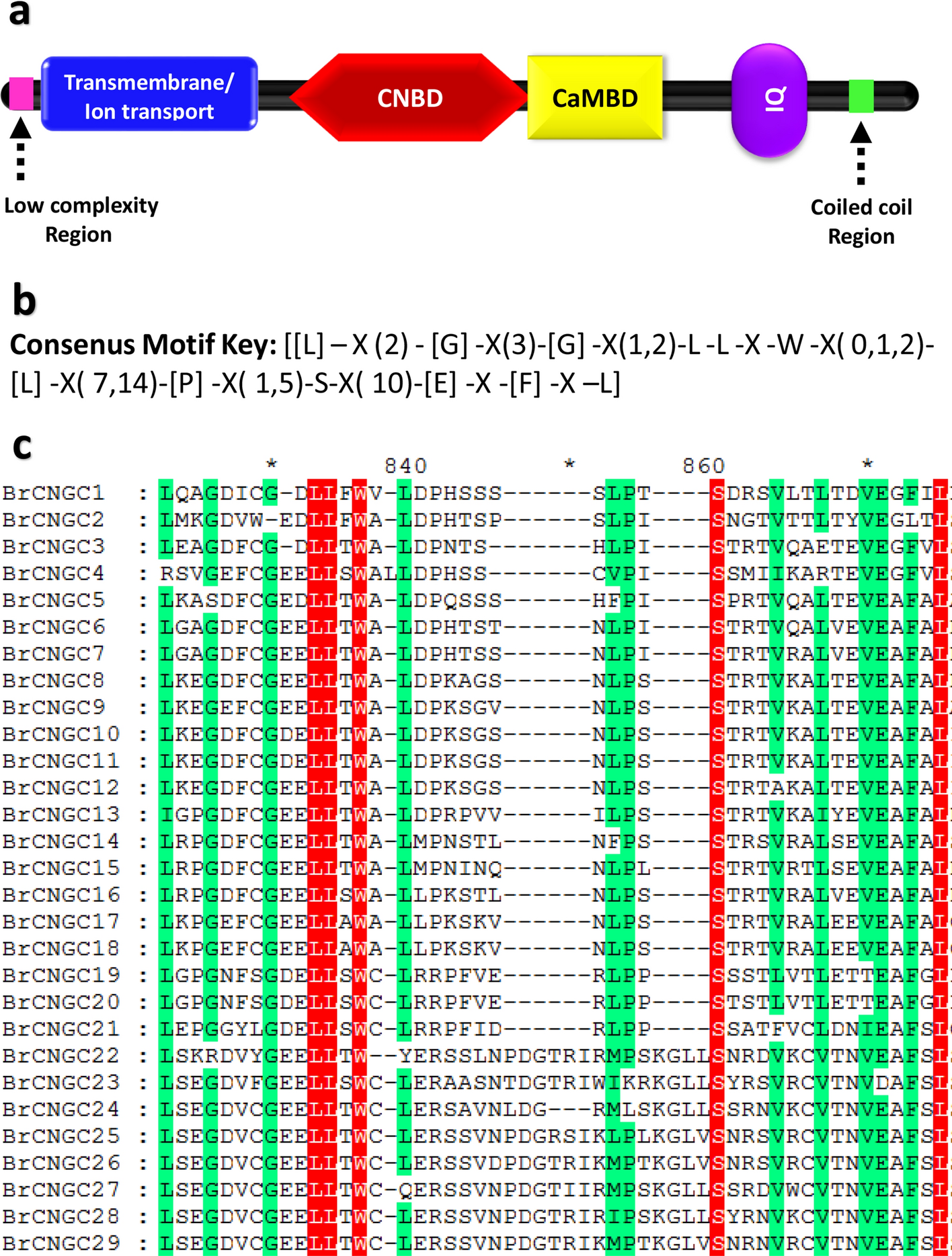 Brcngc Gene Family In Field Mustard Genome Wide Identification Characterization Comparative Synteny Evolution And Expression Profiling Scientific Reports