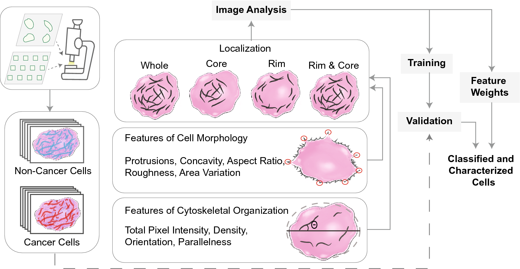 Morphological features of single cells enable accurate automated  classification of cancer from non-cancer cell lines | Scientific Reports