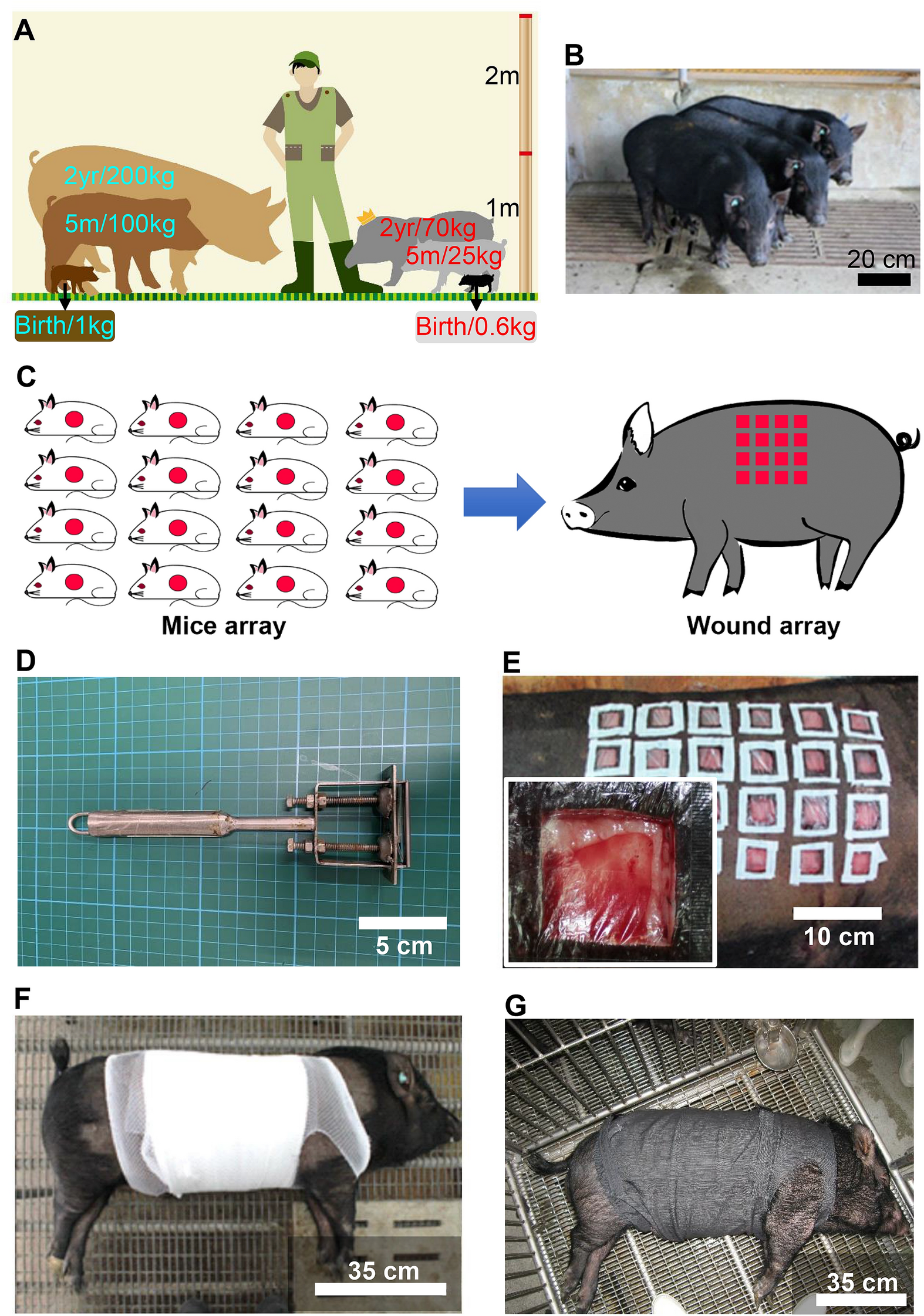 Skin wound healing assessment via an optimized wound array model in  miniature pigs | Scientific Reports