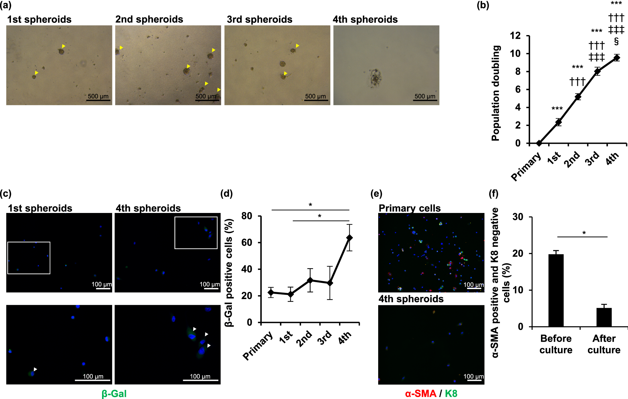 Establishment and characterization of immortalized sweat gland myoepithelial cells | Scientific Reports Establishment and characterization of immortalized sweat gland myoepithelial cells | Scientific Reports