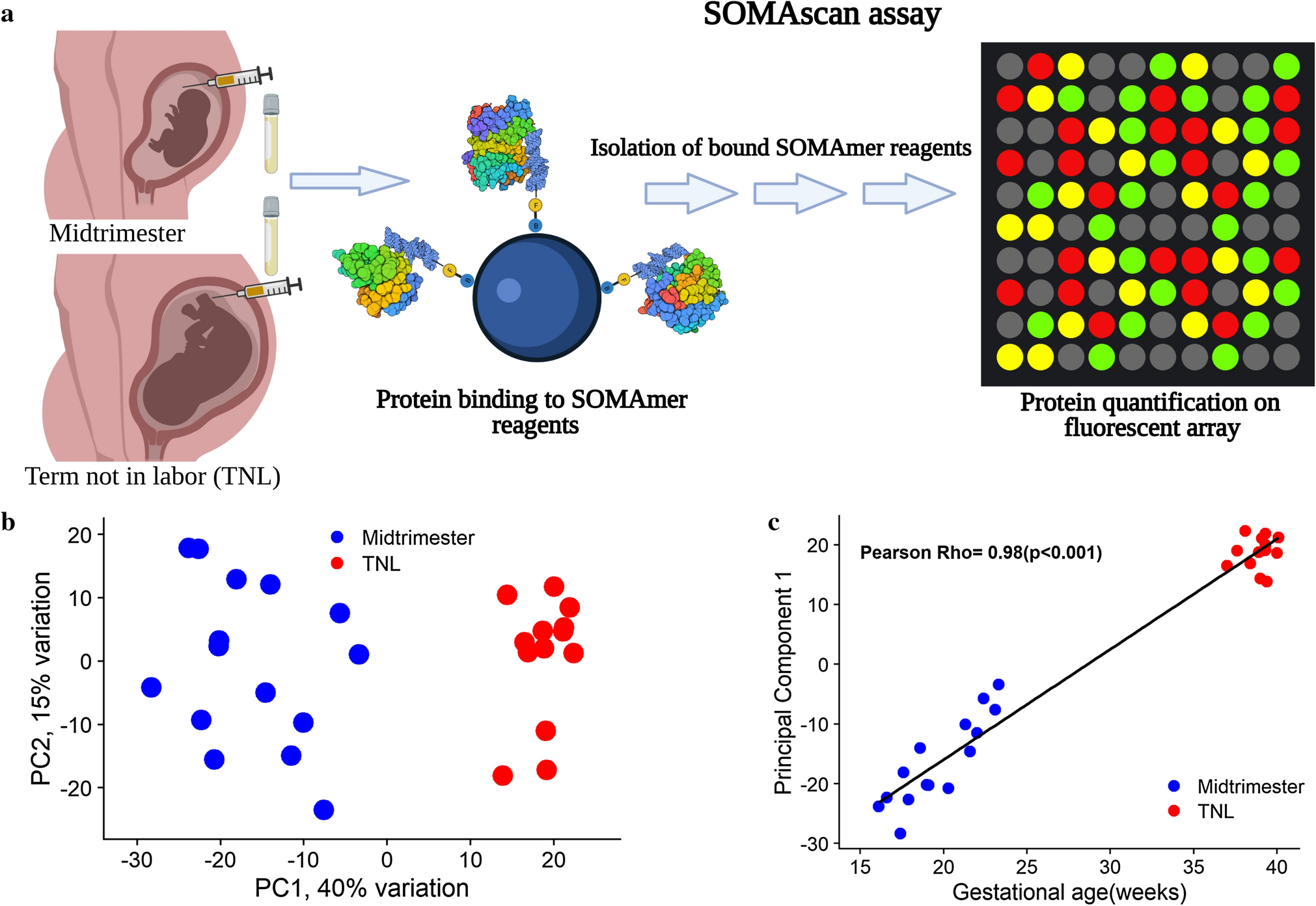 The amniotic fluid proteome changes with gestational age in normal pregnancy:  a cross-sectional study | Scientific Reports