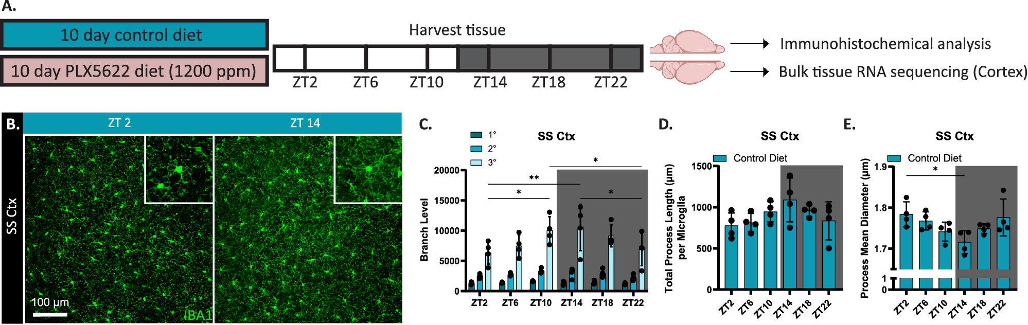 Cortical Diurnal Rhythms Remain Intact With Microglial Depletion Scientific Reports Cortical Diurnal Rhythms Remain Intact With Microglial Depletion Scientific Reports