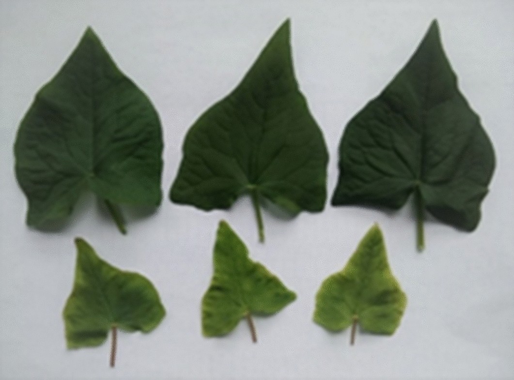 Photosynthetic efficiency, growth and secondary metabolism of common  buckwheat (Fagopyrum esculentum Moench) in different controlled-environment  production systems | Scientific Reports