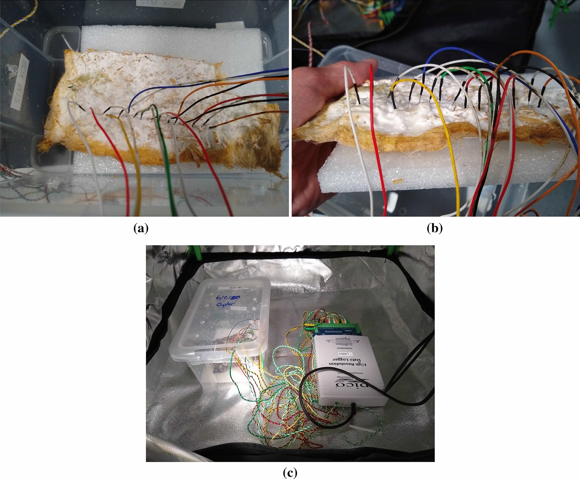 Fungi Anaesthesia Scientific Reports