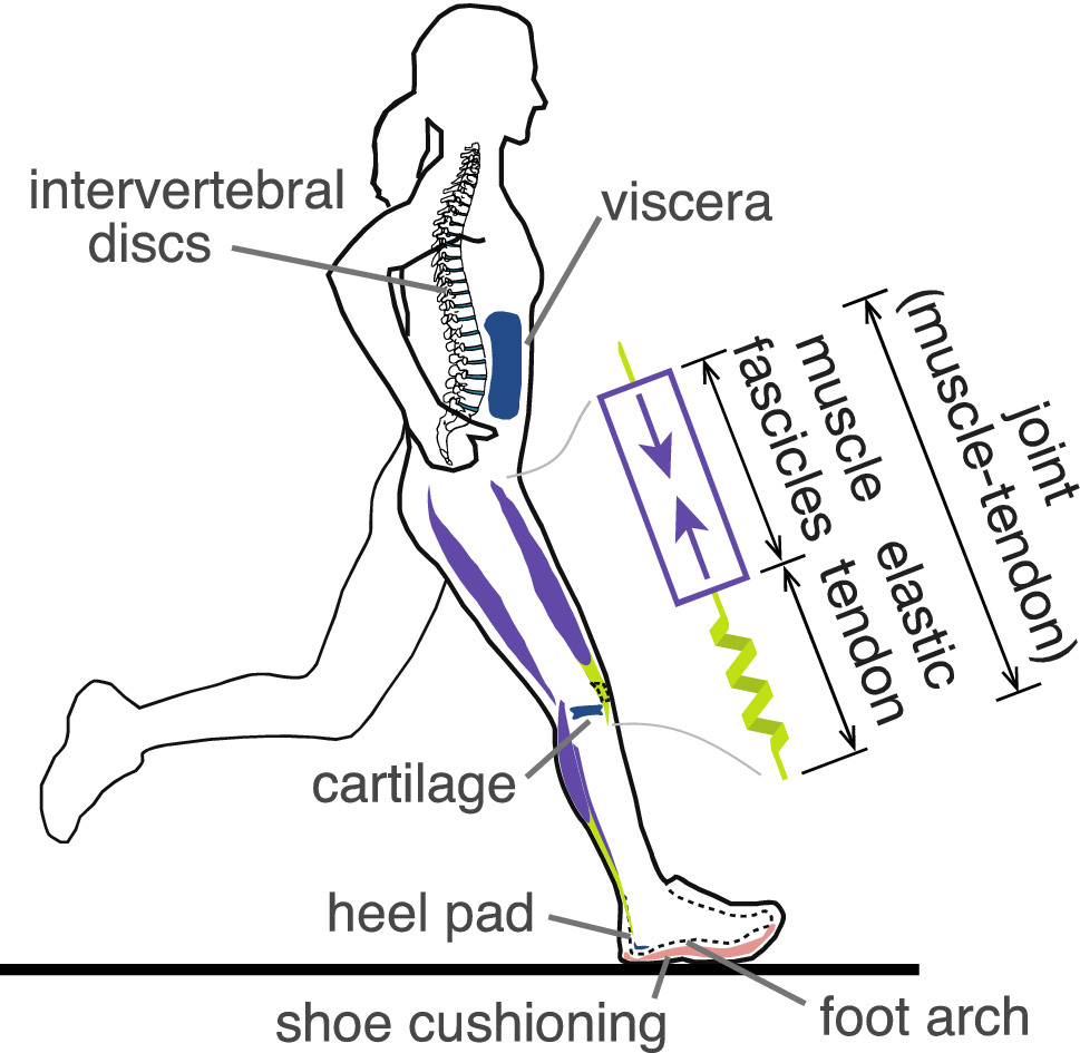 Solved EXERCISE 4 THE BIPEDAL GAIT Work in a group to