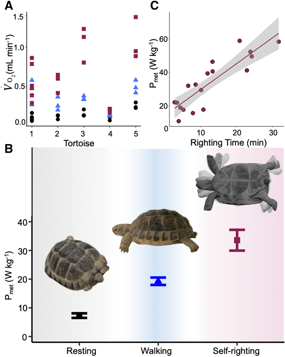 The metabolic cost of turning right side up in the Mediterranean  spur-thighed tortoise (Testudo graeca) | Scientific Reports