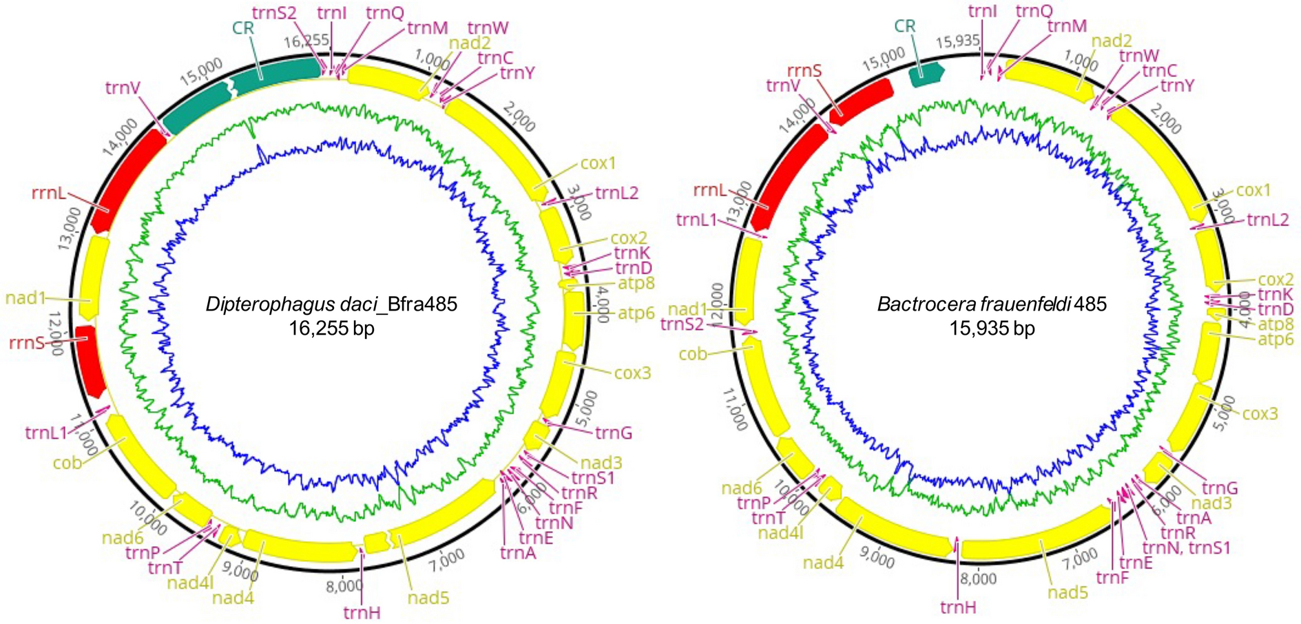 Mitogenome-wise codon usage pattern from comparative analysis of