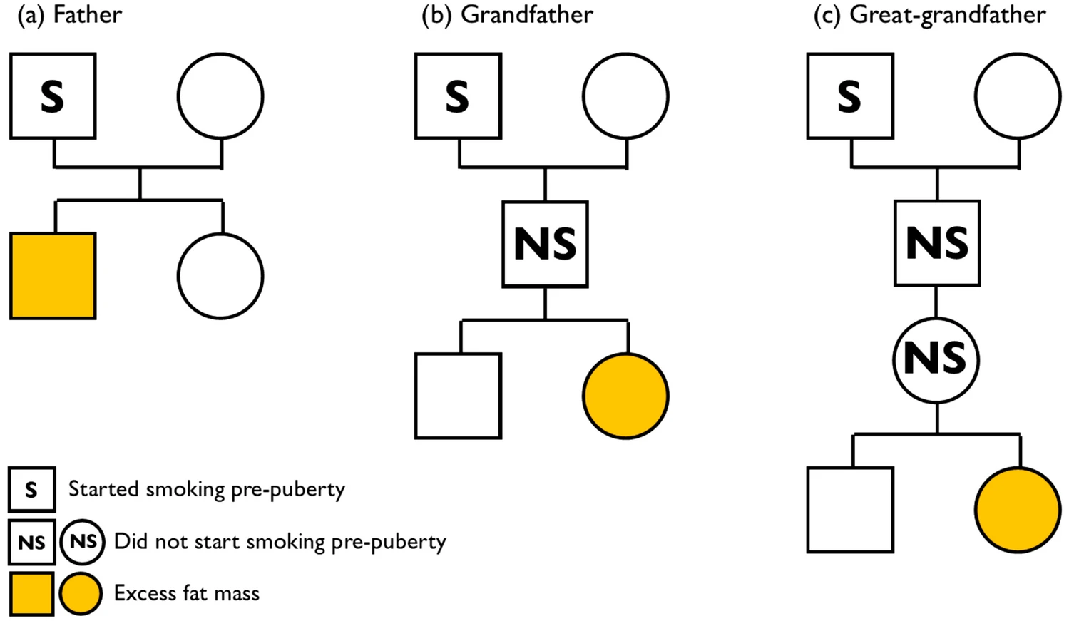 Diagram showing effects of ancestor smoking on the weight of their descendants