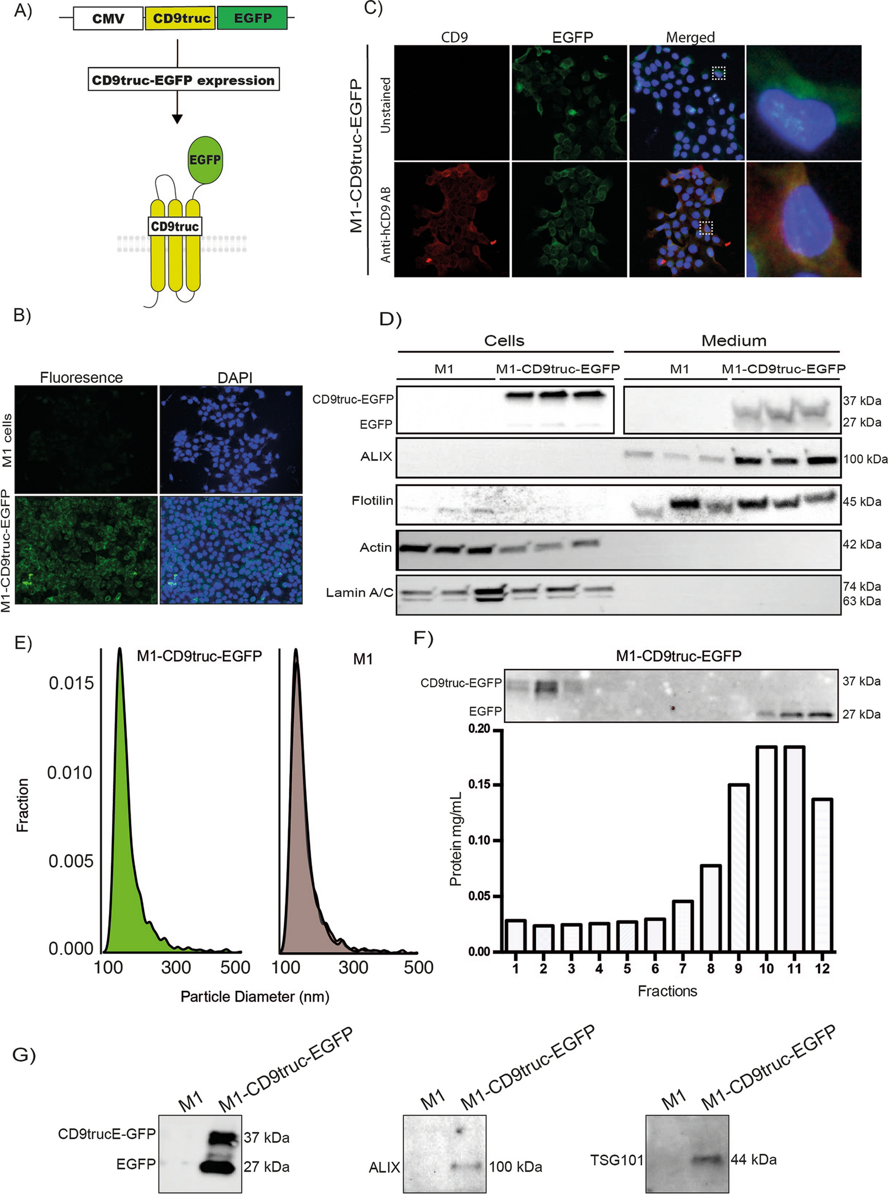 A new transgene mouse model using an extravesicular EGFP tag enables  affinity isolation of cell-specific extracellular vesicles | Scientific  Reports