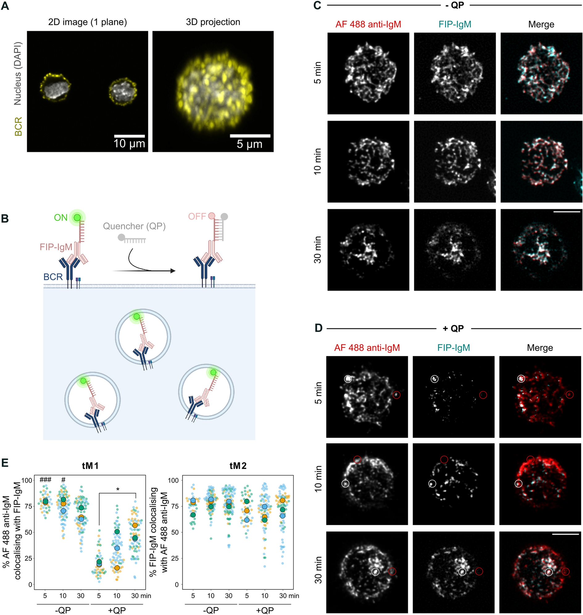A specific hybridisation internalisation probe (SHIP) enables precise  live-cell and super-resolution imaging of internalized cargo | Scientific  Reports