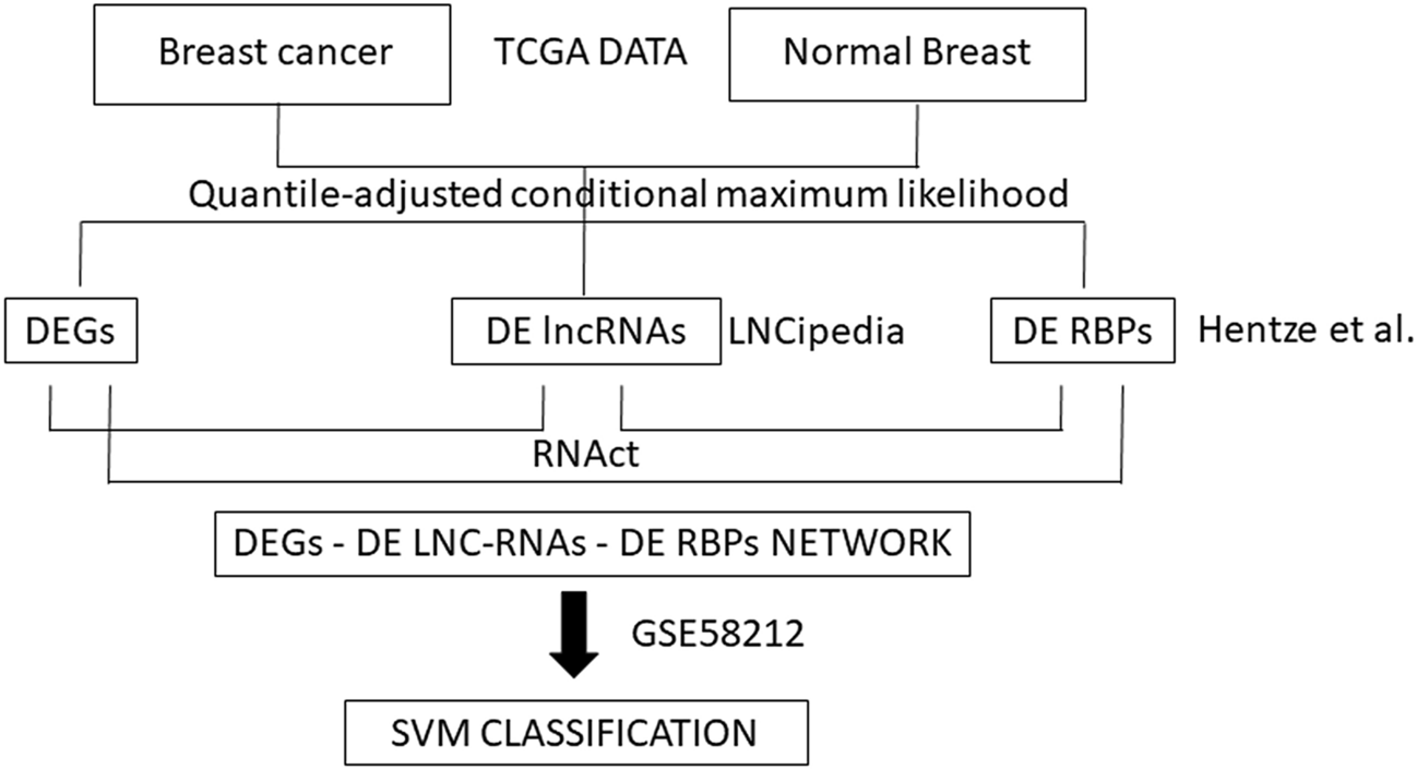 Normal breast biology Source: Normal Breast Development, Database