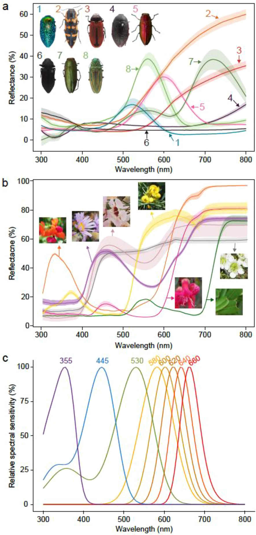 Insect visual sensitivity to long wavelengths enhances colour contrast of  insects against vegetation | Scientific Reports