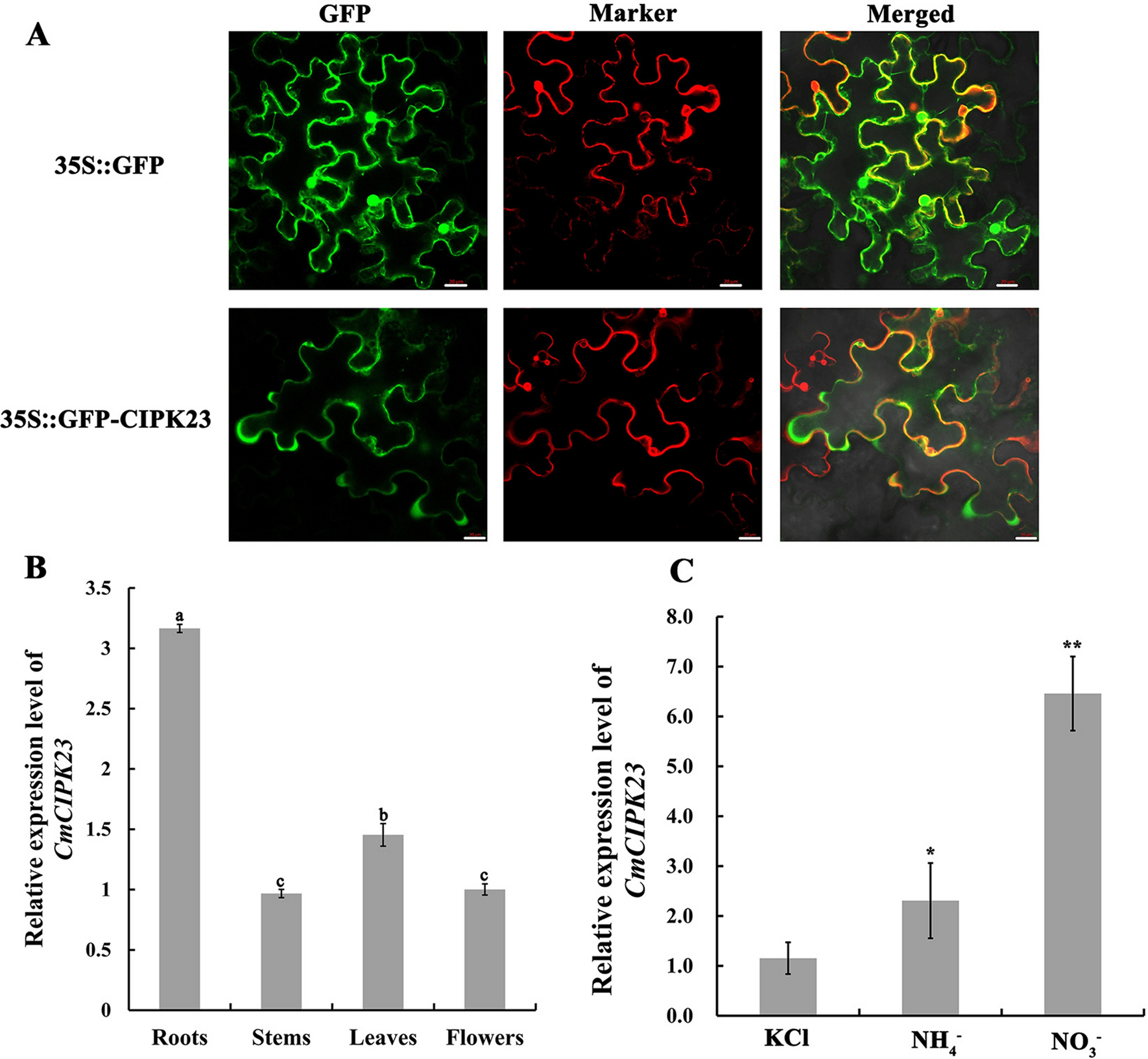 New insights into the role of chrysanthemum calcineurin B–like interacting  protein kinase CmCIPK23 in nitrate signaling in Arabidopsis roots |  Scientific Reports