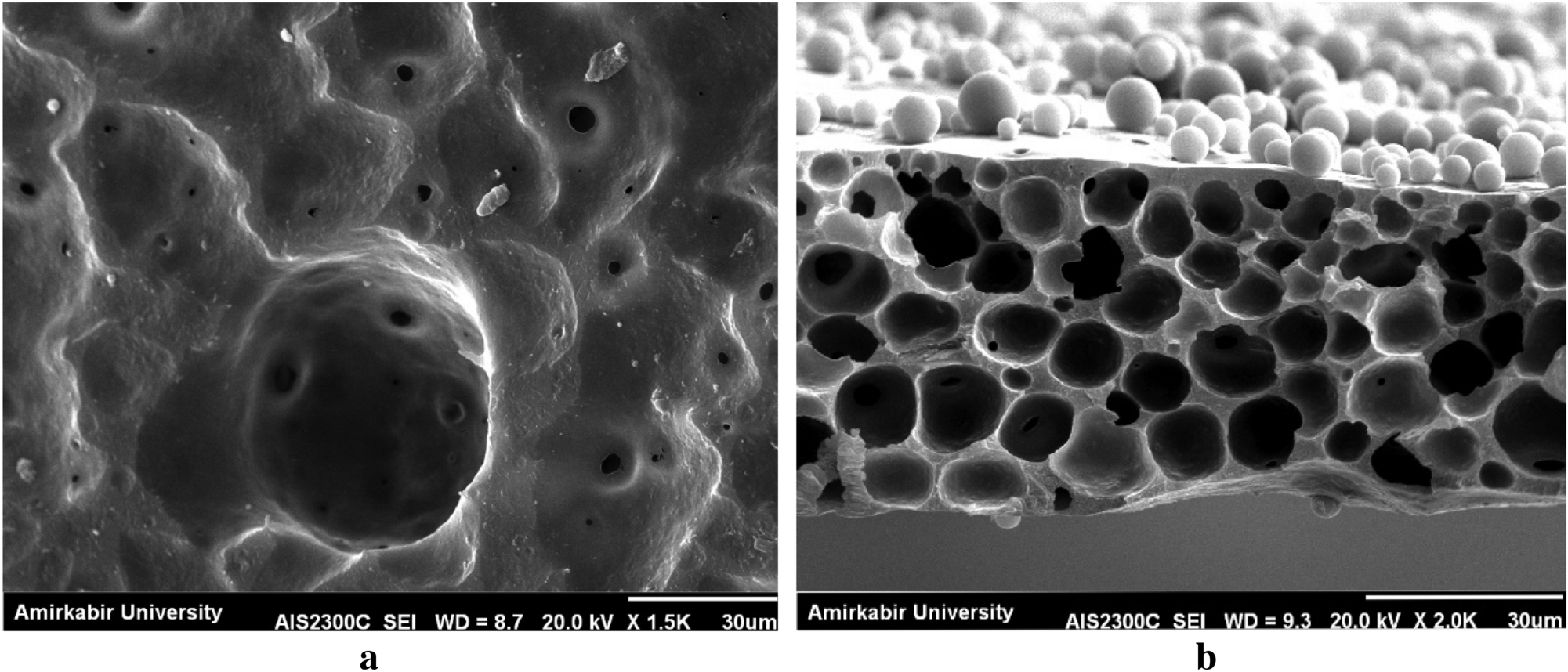 Asymmetric Block Copolymer Membrane Fabrication Mechanism Through Self Assembly And Non Solvent Induced Phase Separation Snips Process Scientific Reports