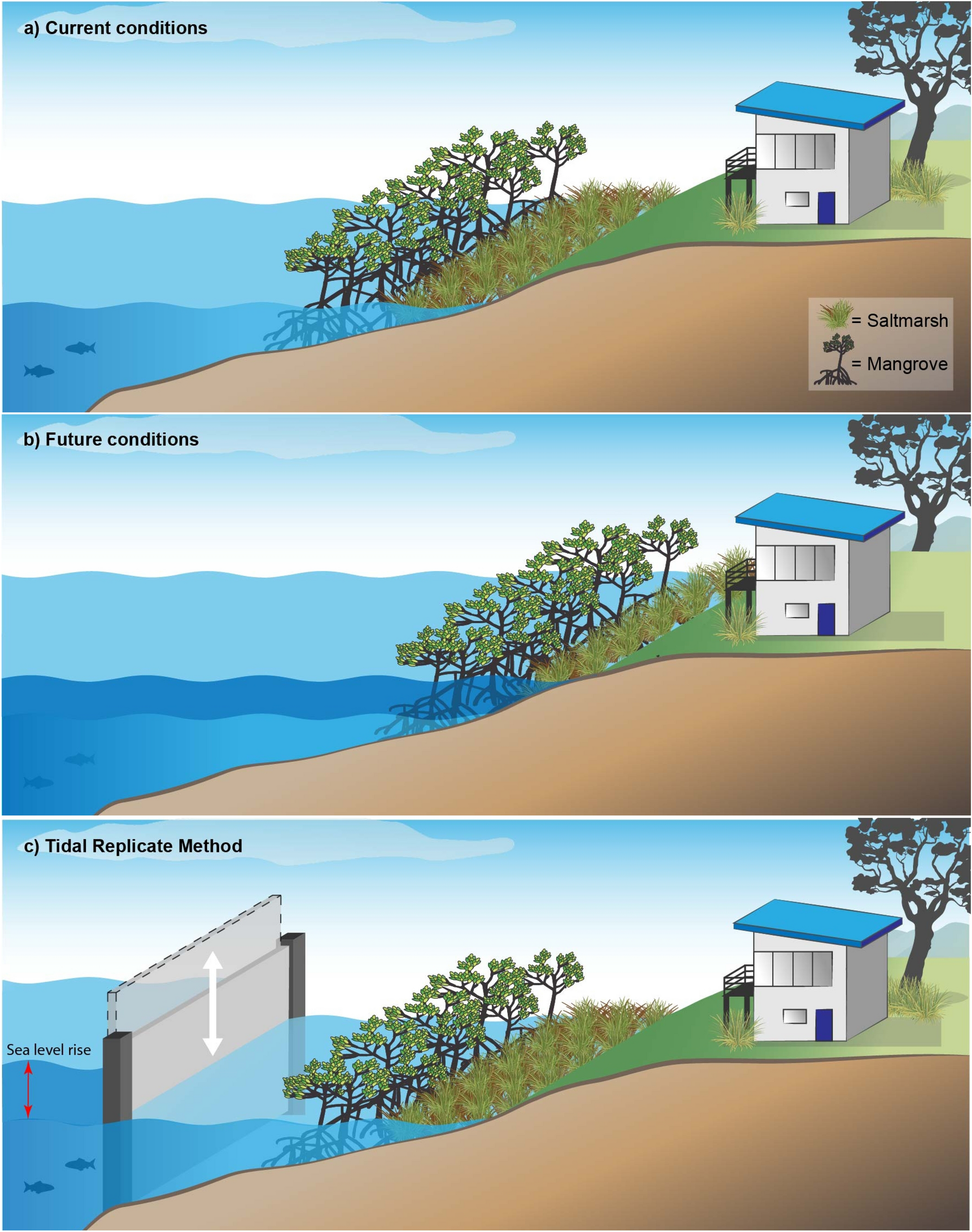 Coastal Wetlands Can Be Saved From Sea Level Rise By Recreating Past Tidal Regimes Scientific Reports
