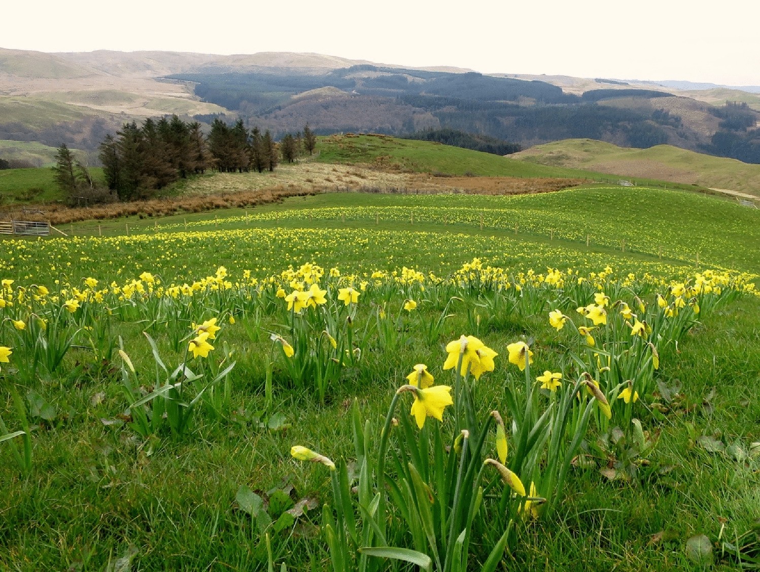 Daffodil Narcissus Mix 60 Days of Daffodils 50 Bulbs