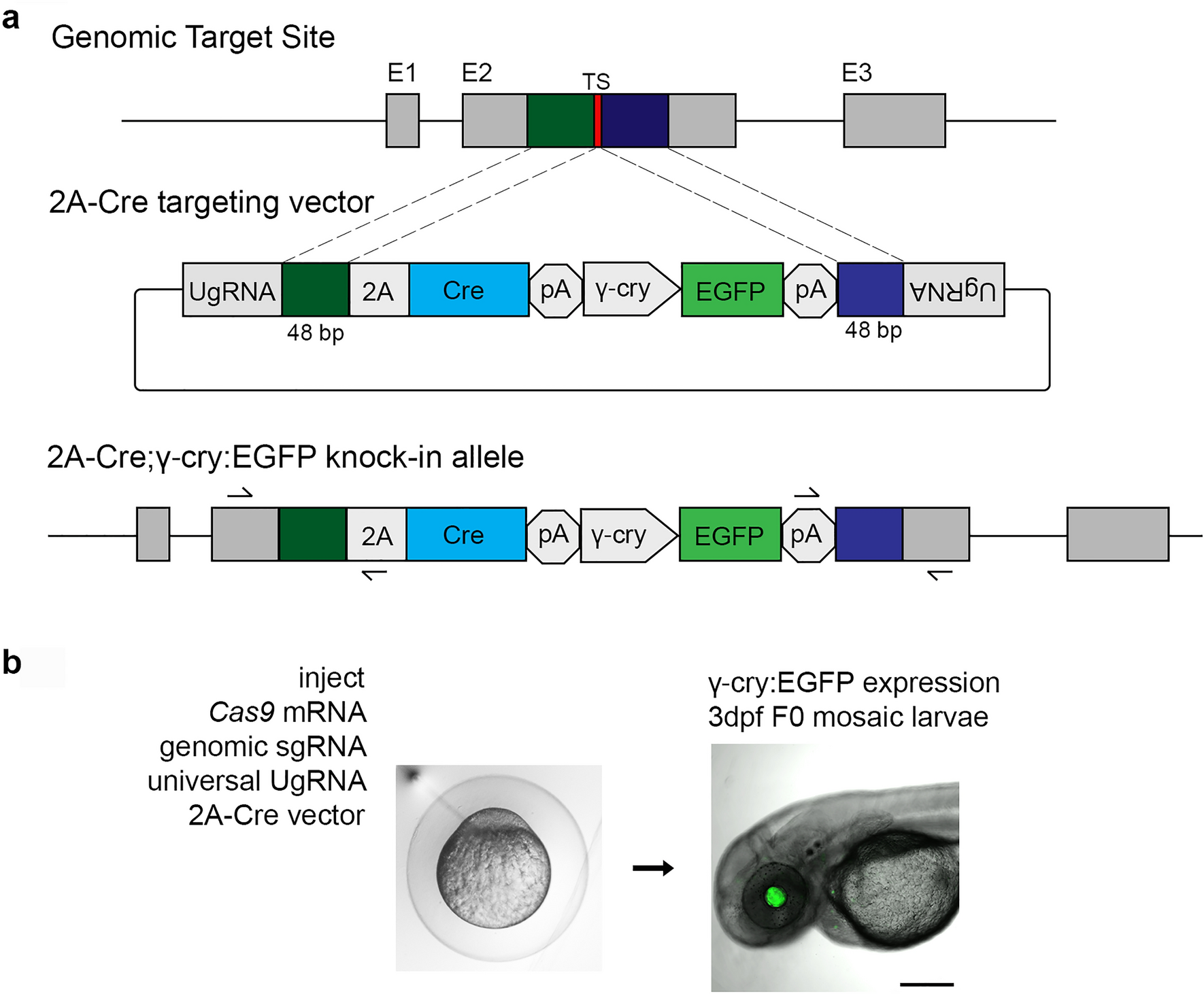 Endogenous zebrafish proneural Cre drivers generated by CRISPR/Cas9 short  homology directed targeted integration | Scientific Reports