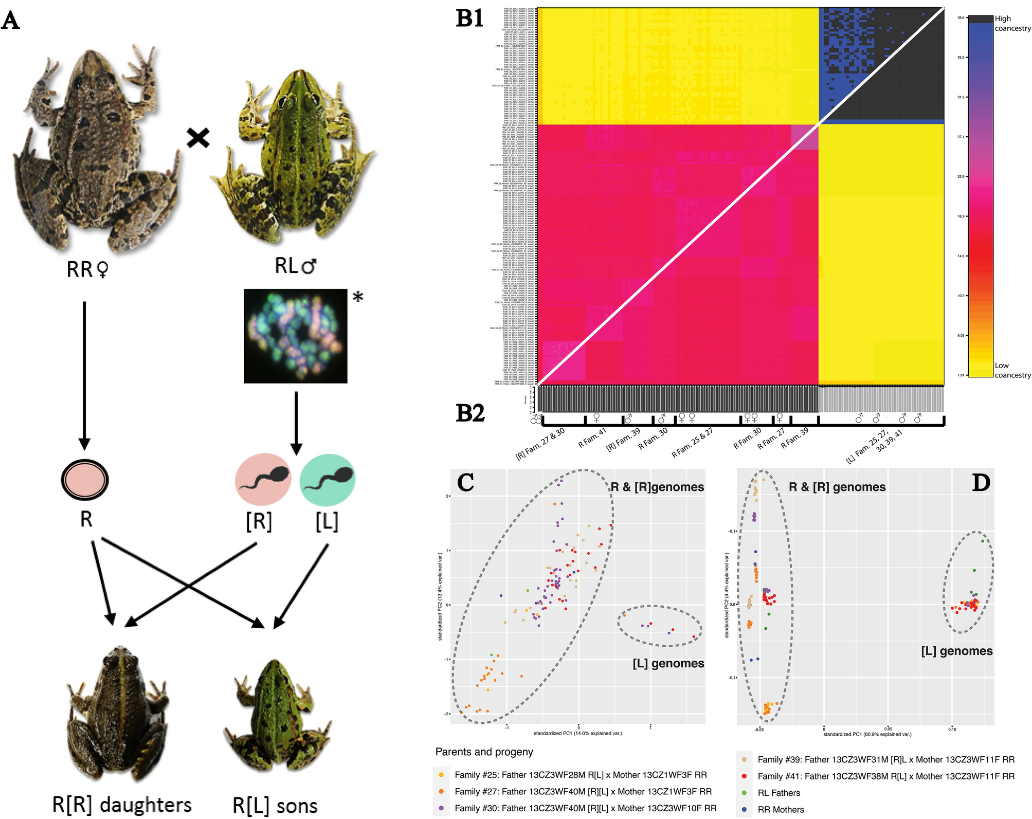 Capture and return of sexual genomes by hybridogenetic frogs provides  clonal genome enrichment in a sexual species | Scientific Reports