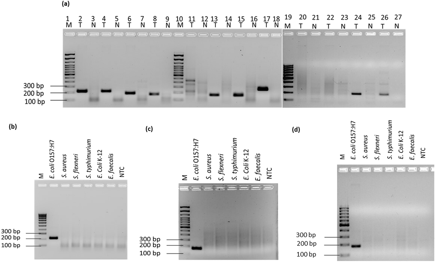 Evaluation And Comparison Of Recombinase Polymerase Amplification Coupled With Lateral Flow Bioassay For Escherichia Coli O157 H7 Detection Using Different Genes Scientific Reports Evaluation And Comparison Of Recombinase Polymerase Amplification Coupled With Lateral Flow Bioassay For Escherichia Coli O157 H7 Detection Using Different Genes Scientific Reports