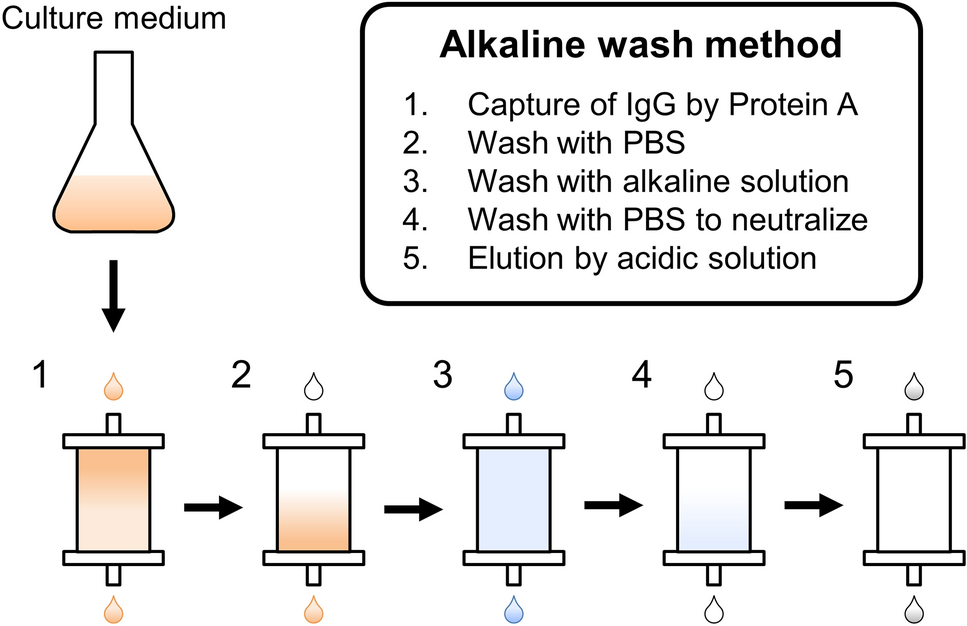 Washing With Alkaline Solutions In Protein A Purification Improves Physicochemical Properties Of Monoclonal Antibodies Scientific Reports