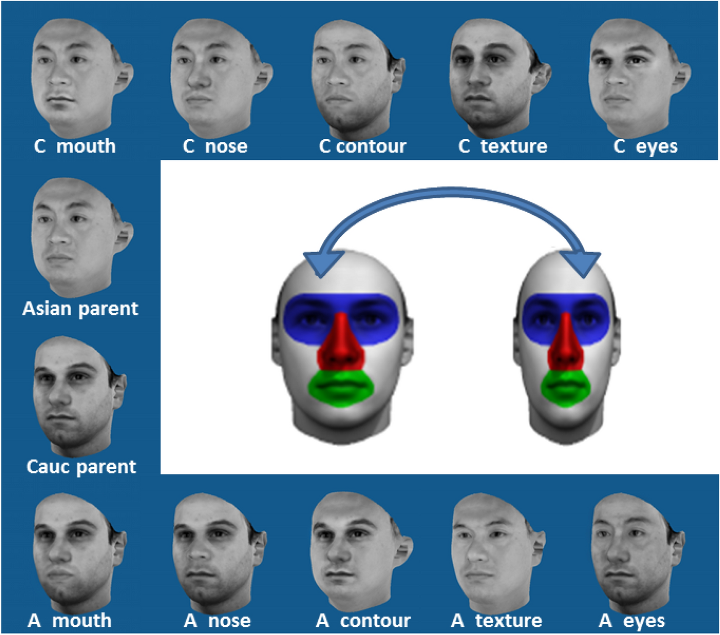 Predominance of eyes and surface information for face race categorization |  Scientific Reports