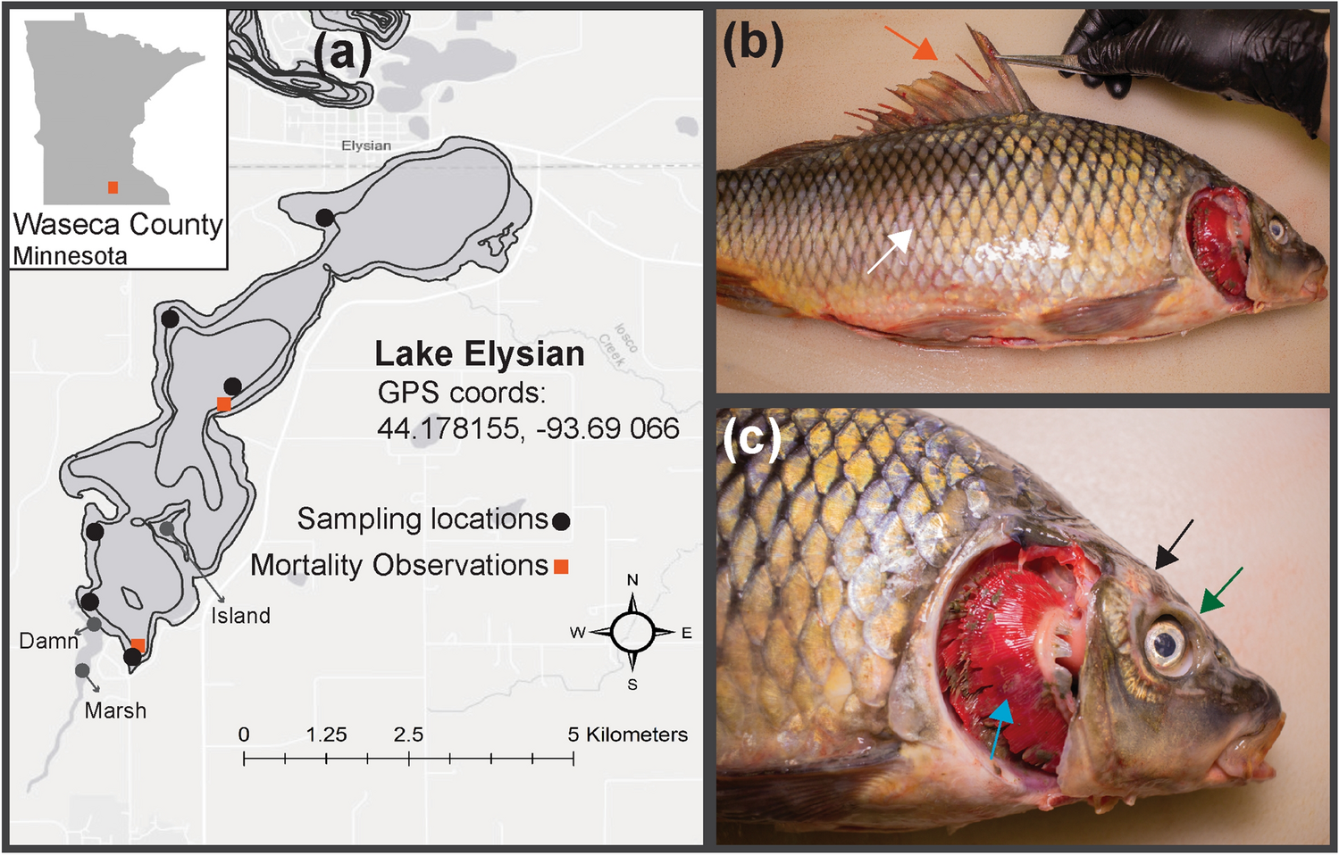Susceptibility Of Pimephales Promelas And Carassius Auratus To A Strain Of Koi Herpesvirus Isolated From Wild Cyprinus Carpio In North America Scientific Reports Susceptibility Of Pimephales Promelas And Carassius Auratus To A Strain Of Koi Herpesvirus Isolated From Wild Cyprinus Carpio In North America Scientific Reports