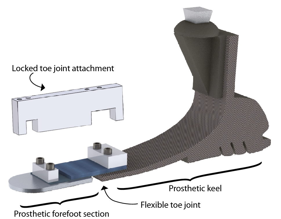 Adding A Toe Joint To A Prosthesis Walking Biomechanics Energetics And Preference Of Individuals With Unilateral Below Knee Limb Loss Scientific Reports Adding A Toe Joint To A Prosthesis Walking Biomechanics Energetics And Preference Of Individuals With Unilateral Below Knee Limb Loss Scientific Reports