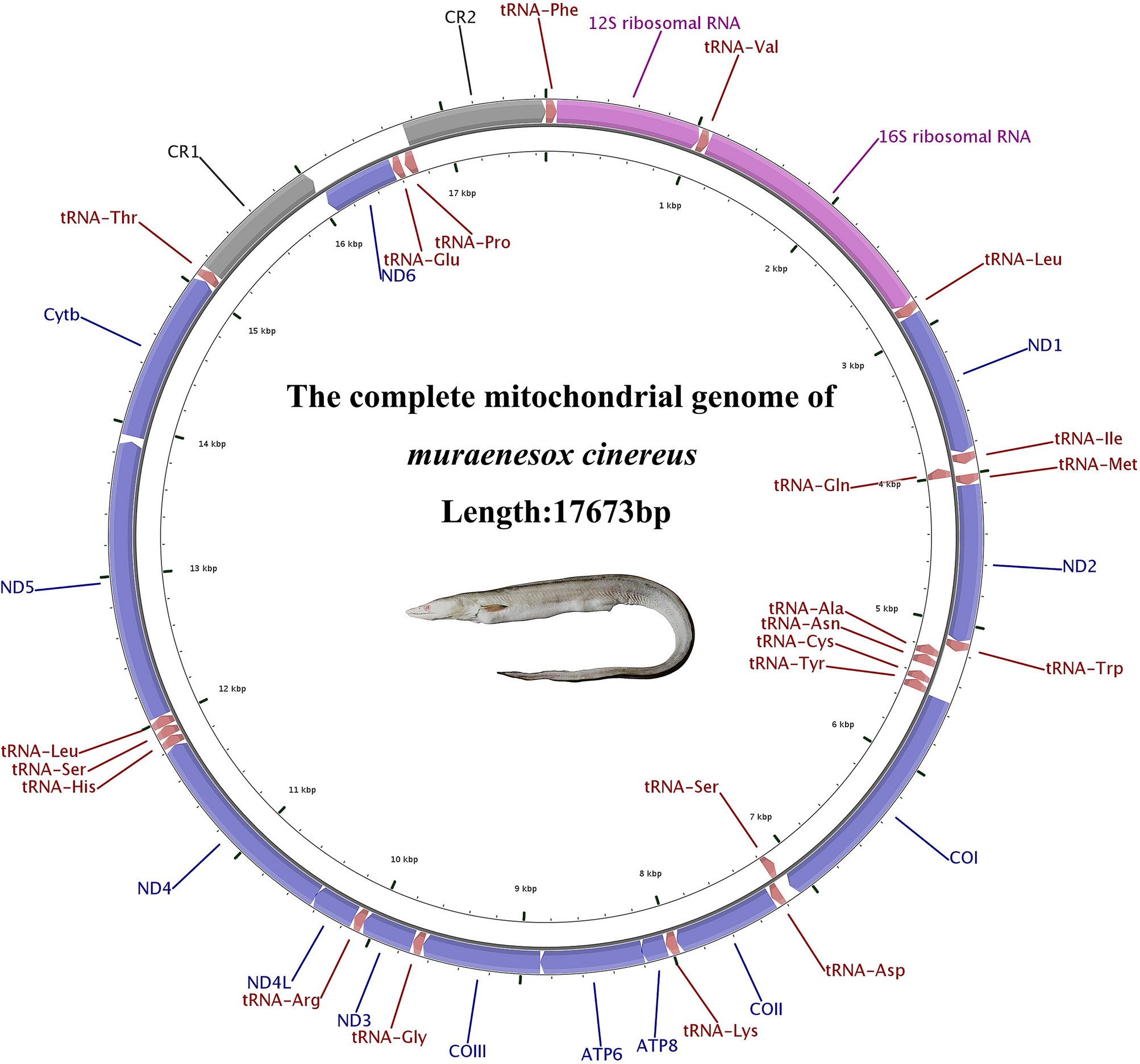 Schematic phylogenetic relationships of mitochondria and