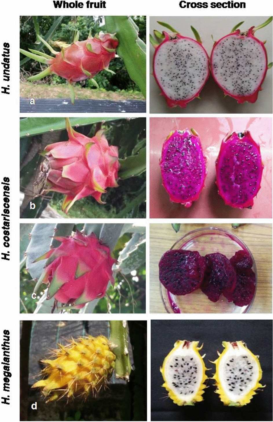 distinguishing three dragon fruit (hylocereus spp.) species grown