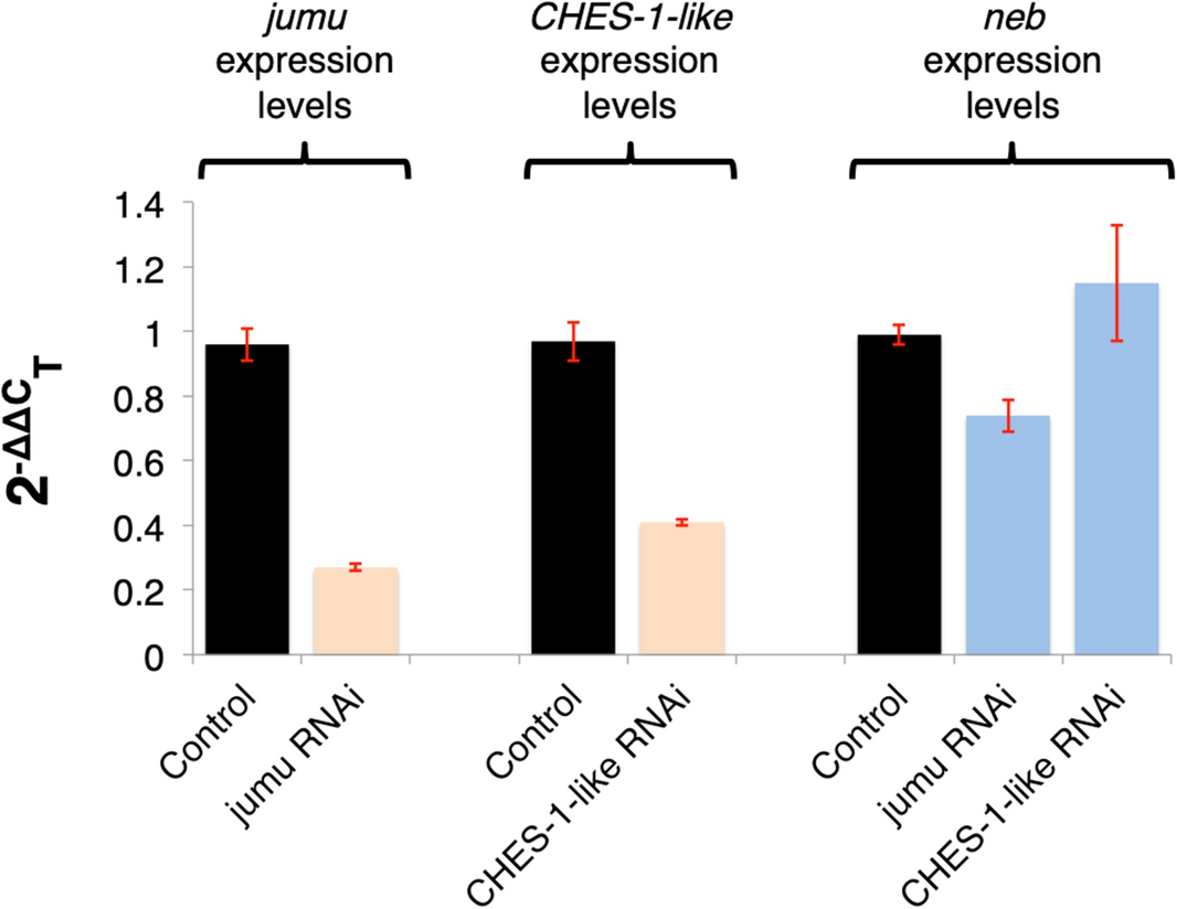 The Drosophila Forkhead/Fox transcription factor Jumeau mediates specific  cardiac progenitor cell divisions by regulating expression of the kinesin  Nebbish | Scientific Reports