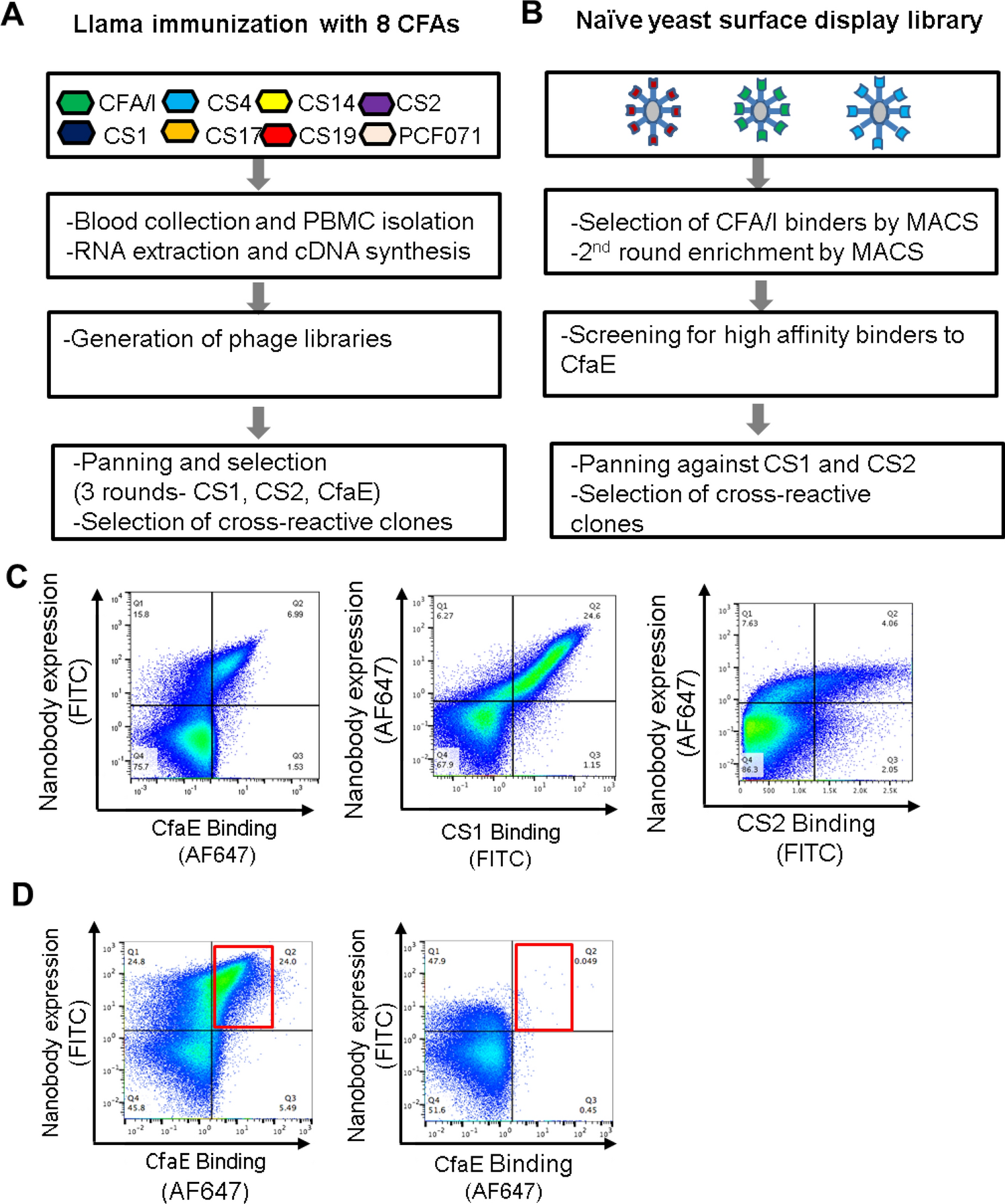 Anti Cfae Nanobodies Provide Broad Cross Protection Against Major Pathogenic Enterotoxigenic Escherichia Coli Strains With Implications For Vaccine Design Scientific Reports Anti Cfae Nanobodies Provide Broad Cross Protection Against Major Pathogenic Enterotoxigenic Escherichia Coli Strains With Implications For Vaccine Design Scientific Reports