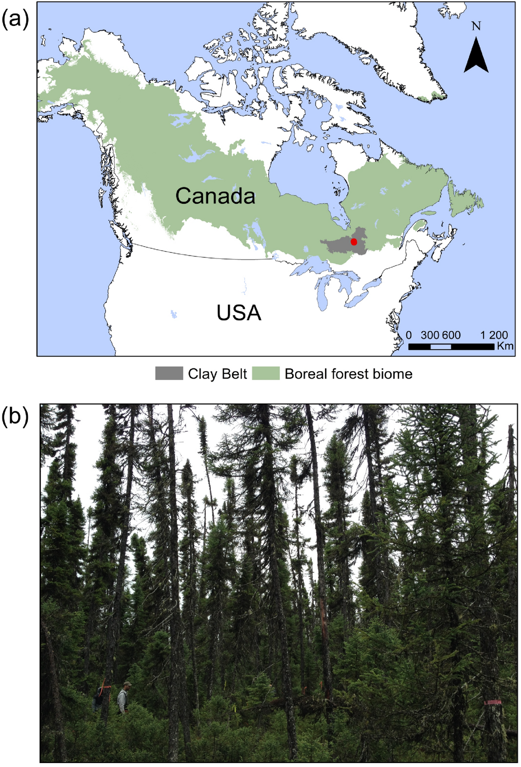 Peat Deposits Store More Carbon Than Trees In Forested Peatlands Of The Boreal Biome Scientific Reports