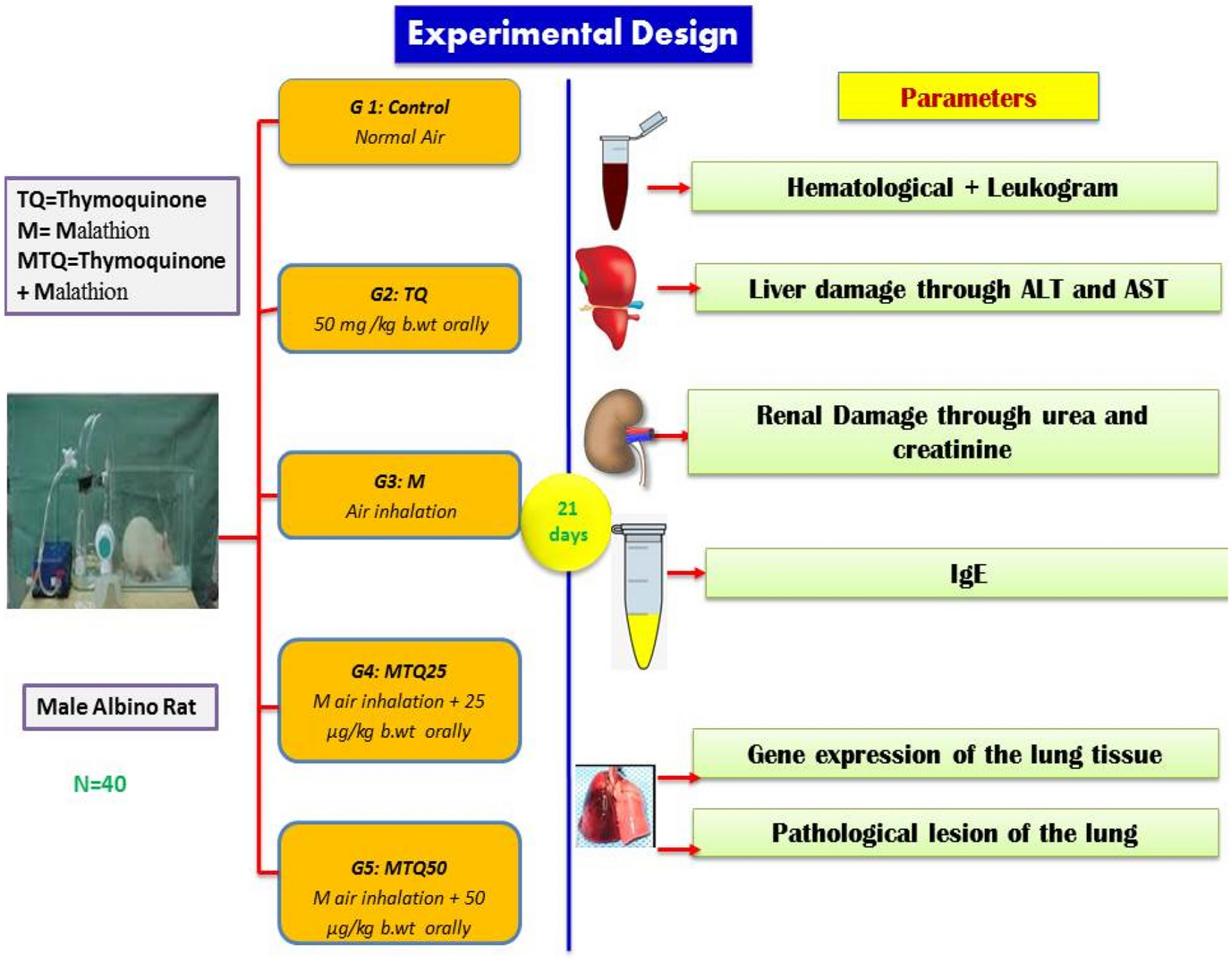 Protective effect of thymoquinone against lung intoxication induced by  malathion inhalation | Scientific Reports