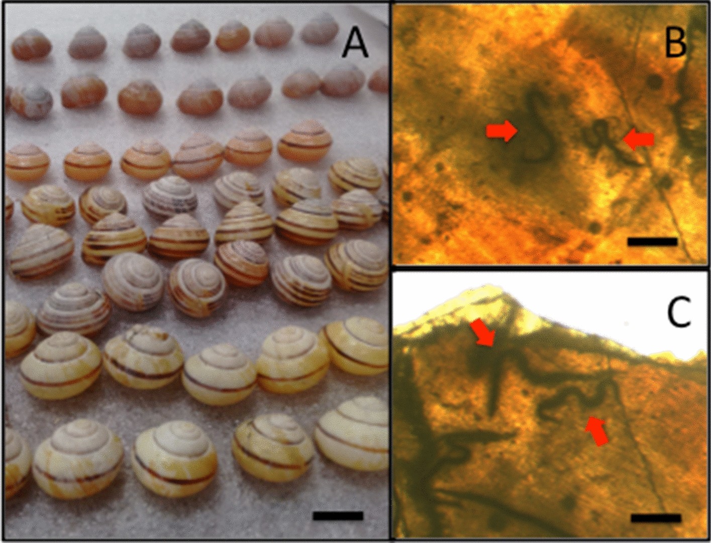3d Morphology Of Nematode Encapsulation In Snail Shells Revealed By Micro Ct Imaging Scientific Reports