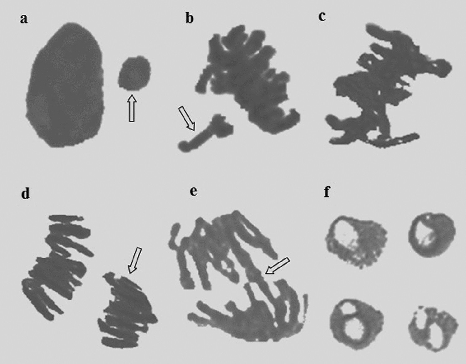 Preventive Efficiency Of Cornelian Cherry Cornus Mas L Fruit Extract In Diniconazole Fungicide Treated Allium Cepa L Roots Scientific Reports
