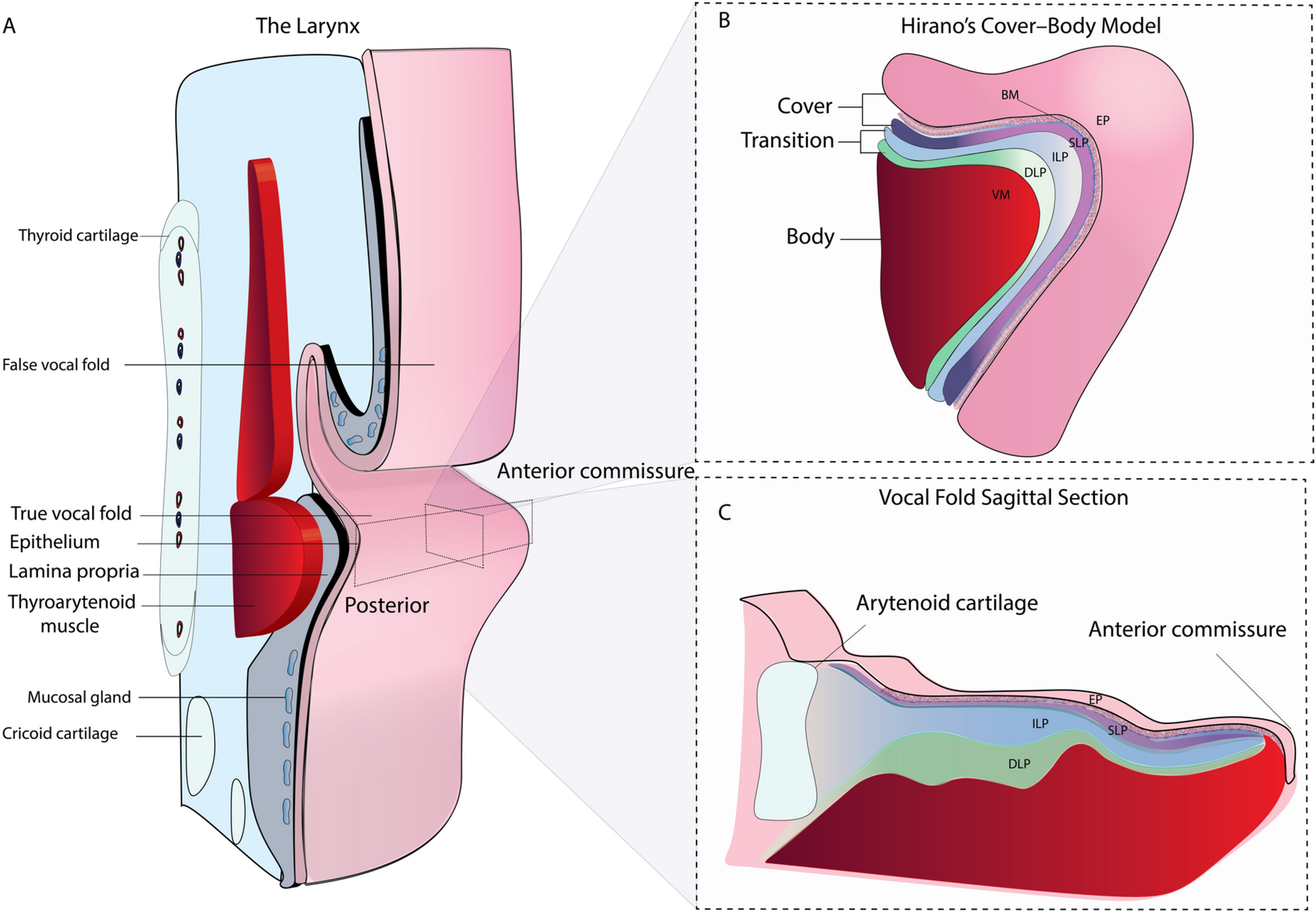 Quantitative evaluation of the human vocal fold extracellular matrix using  multiphoton microscopy and optical coherence tomography | Scientific Reports