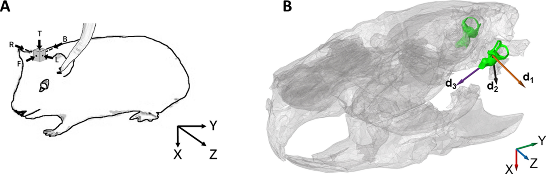 Vibration direction sensitivity of the cochlea with bone conduction  stimulation in guinea pigs | Scientific Reports