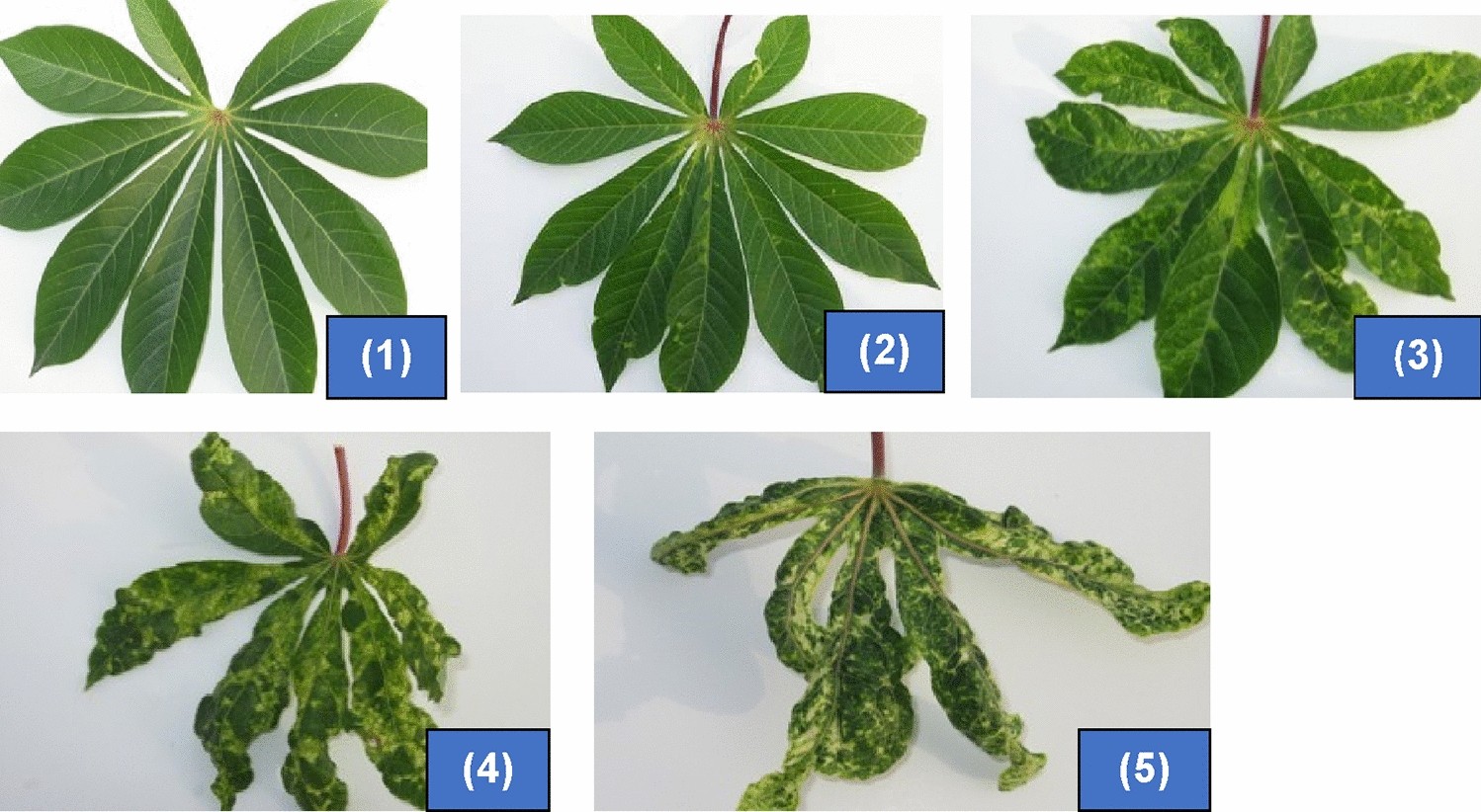 Continental ethics barricade Marker-assisted selection complements phenotypic screening at seedling  stage to identify cassava mosaic disease-resistant genotypes in African  cassava populations | Scientific Reports