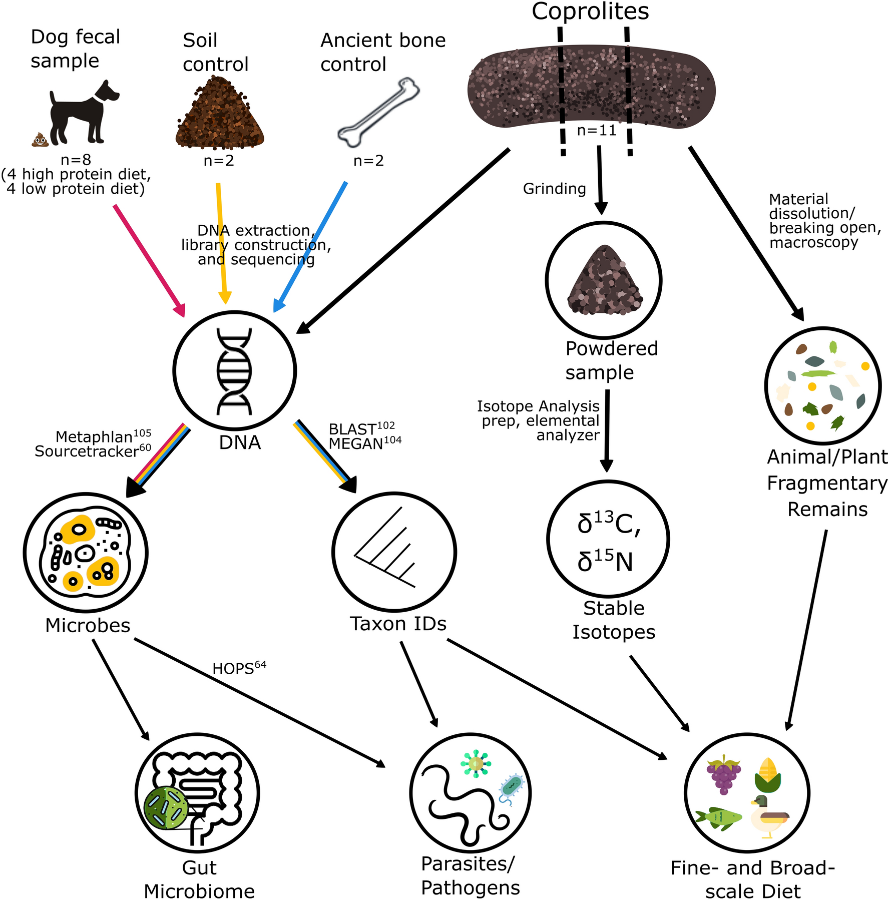 Integrative analysis of DNA, macroscopic remains and stable isotopes of dog  coprolites to reconstruct community diet | Scientific Reports