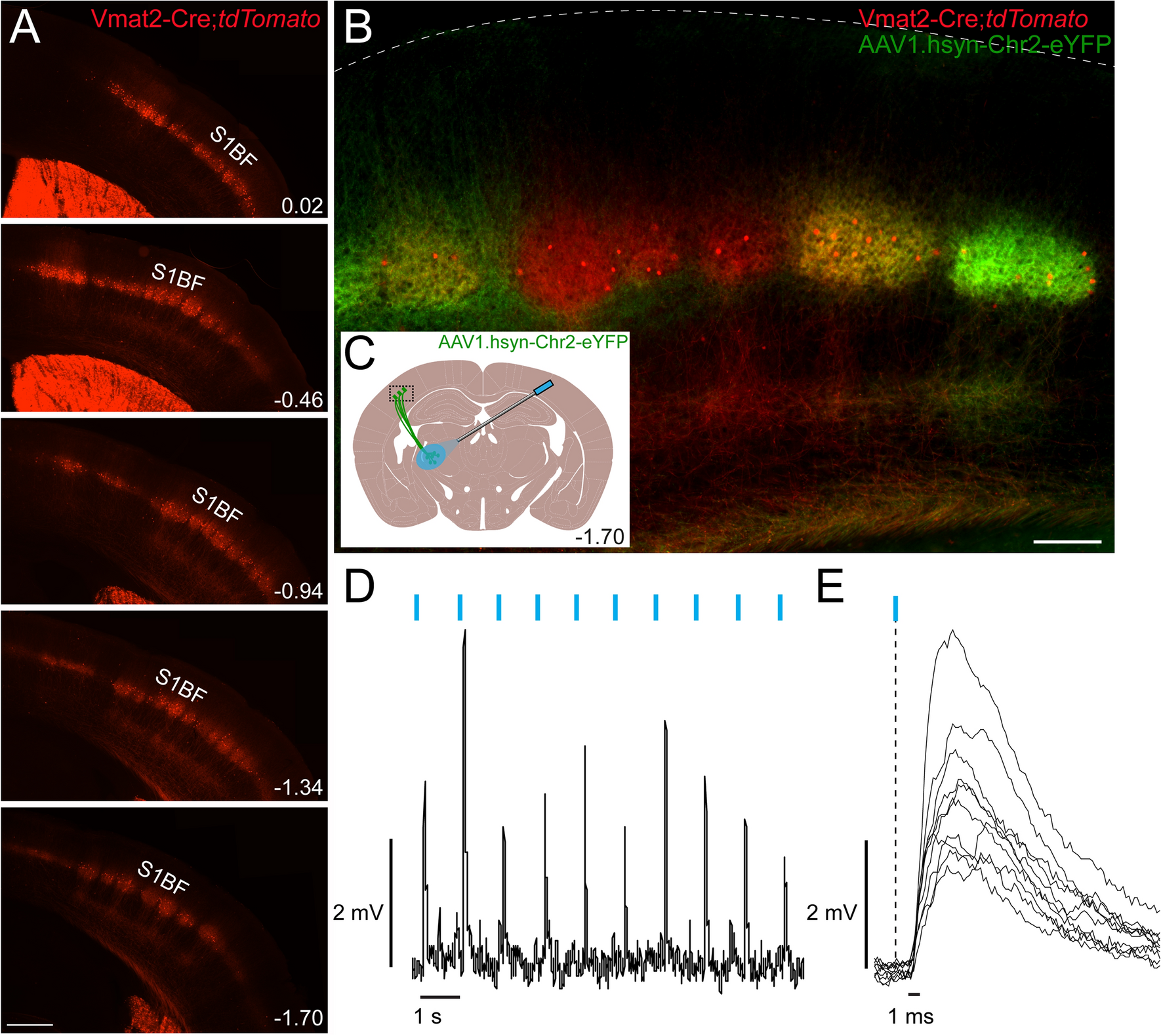 Targeting Barrel Field Spiny Stellate Cells Using A Vesicular Monoaminergic Transporter 2 Cre Mouse Line Scientific Reports Targeting Barrel Field Spiny Stellate Cells Using A Vesicular Monoaminergic Transporter 2 Cre Mouse Line Scientific Reports