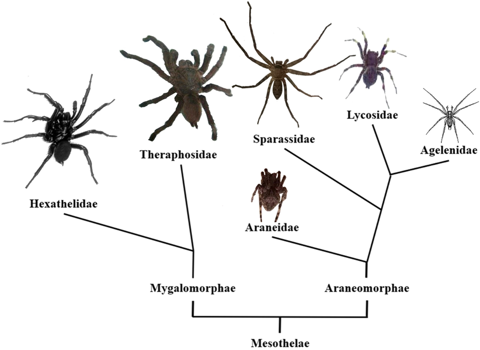 Nature Note: Two Venomous Spiders