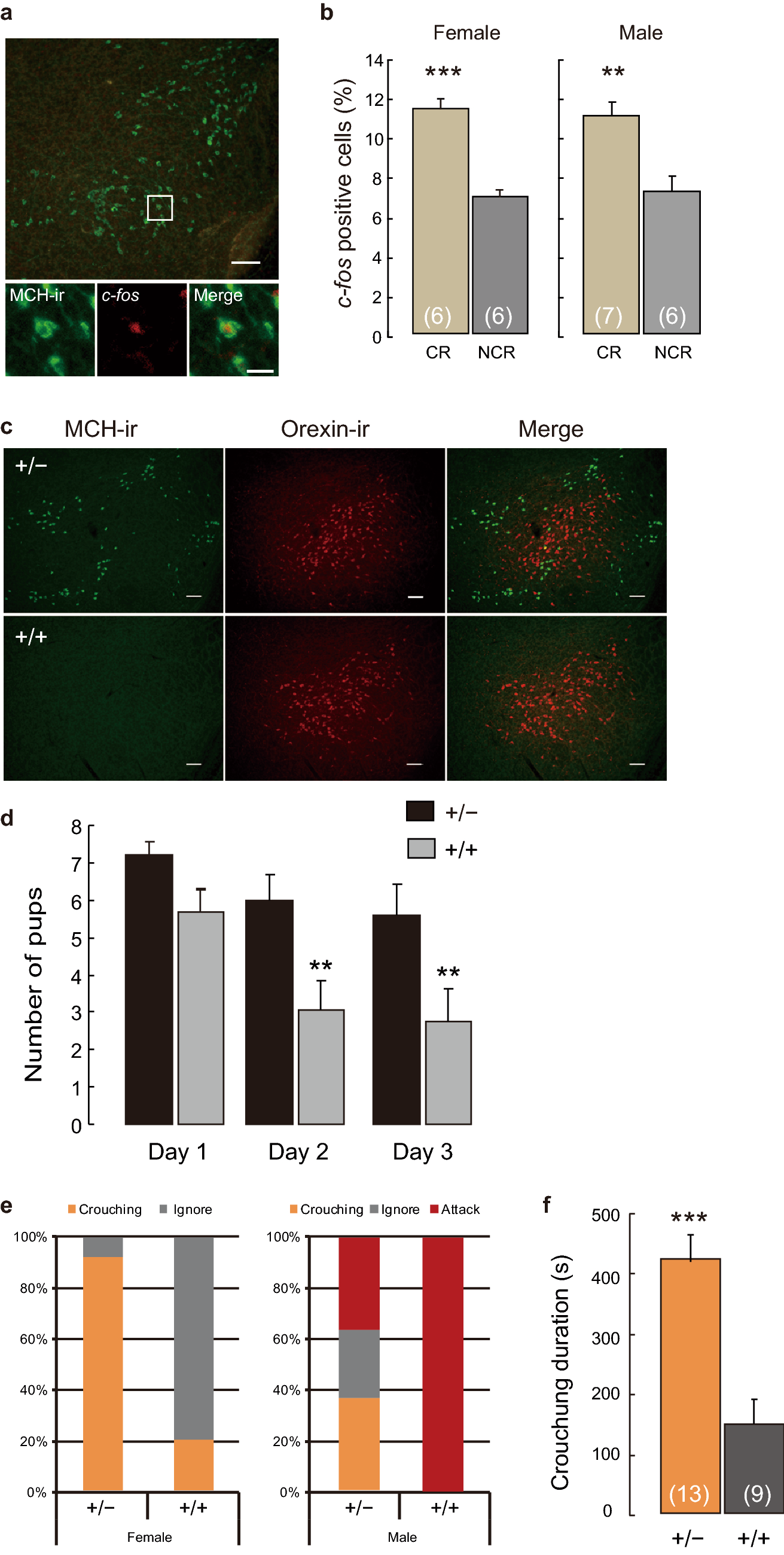 Involvement Of Mch Oxytocin Neural Relay Within The Hypothalamus In Murine Nursing Behavior Scientific Reports