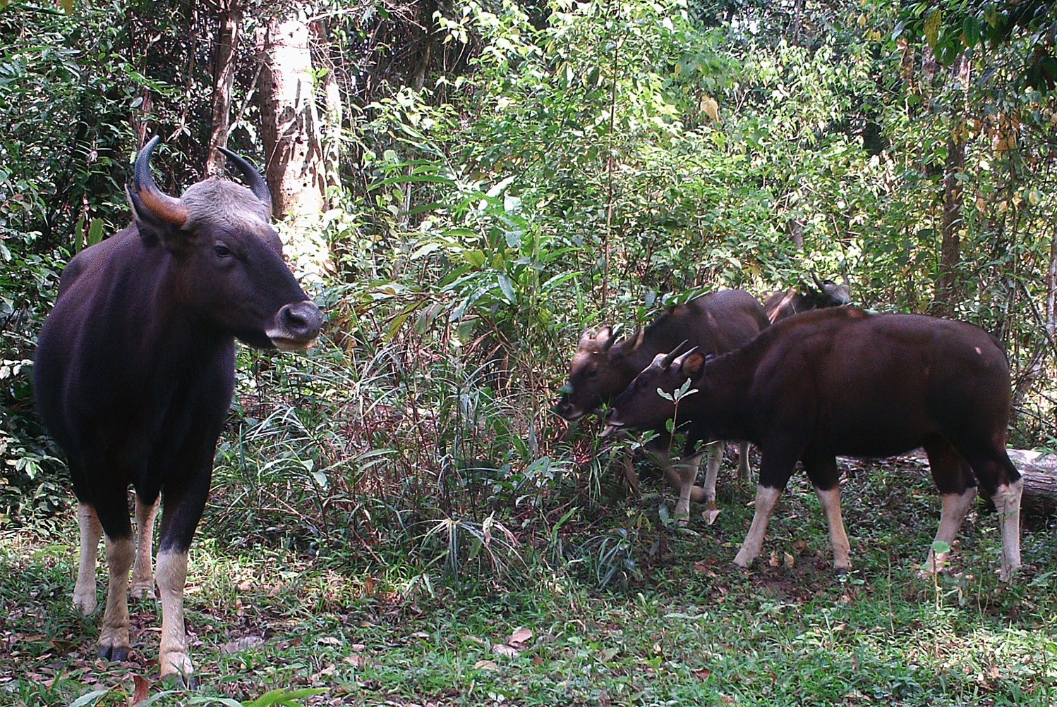 gaur size comparison