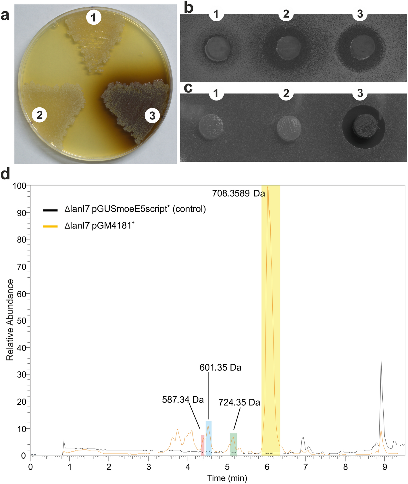 Eliciting The Silent Lucensomycin Biosynthetic Pathway In Streptomyces Cyanogenus S136 Via Manipulation Of The Global Regulatory Gene Adpa Scientific Reports