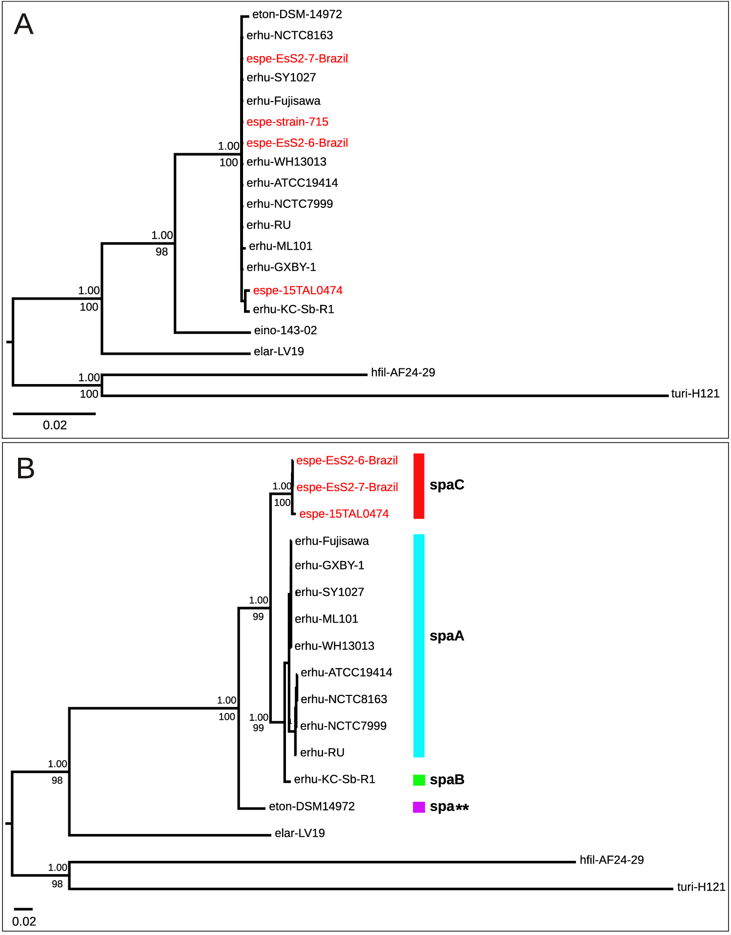Comparative genomics of a novel clade shed light on the evolution of the  genus Erysipelothrix and characterise an emerging species | Scientific  Reports