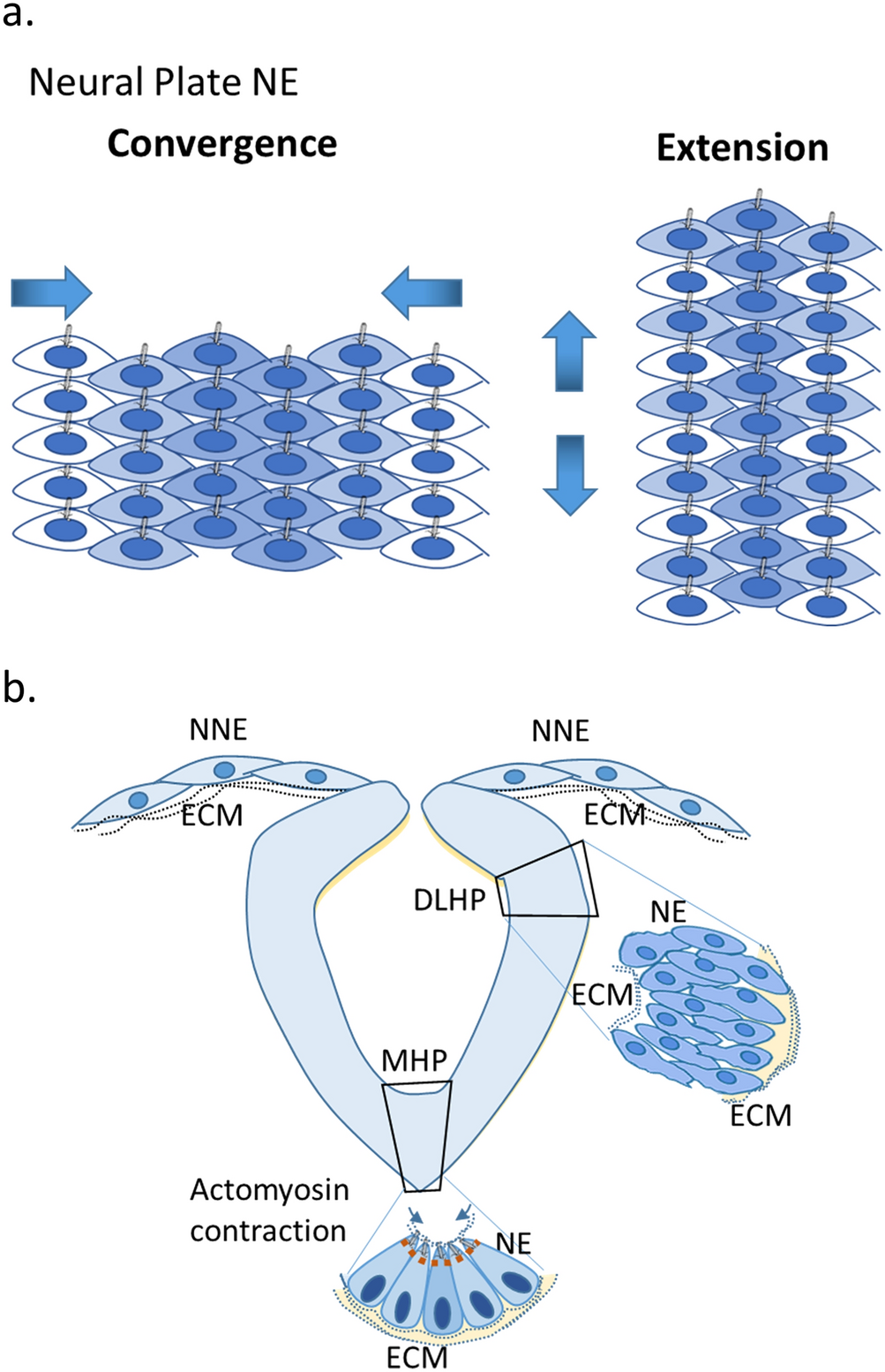 Human myelomeningocele risk and ultra-rare deleterious variants in genes  associated with cilium, WNT-signaling, ECM, cytoskeleton and cell migration  | Scientific Reports