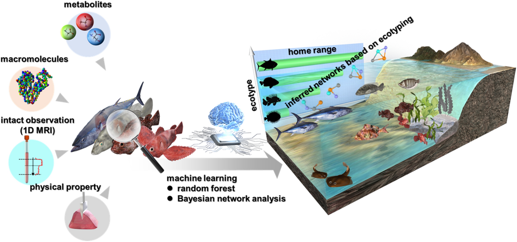 Fish ecotyping based on machine learning and inferred network analysis of  chemical and physical properties