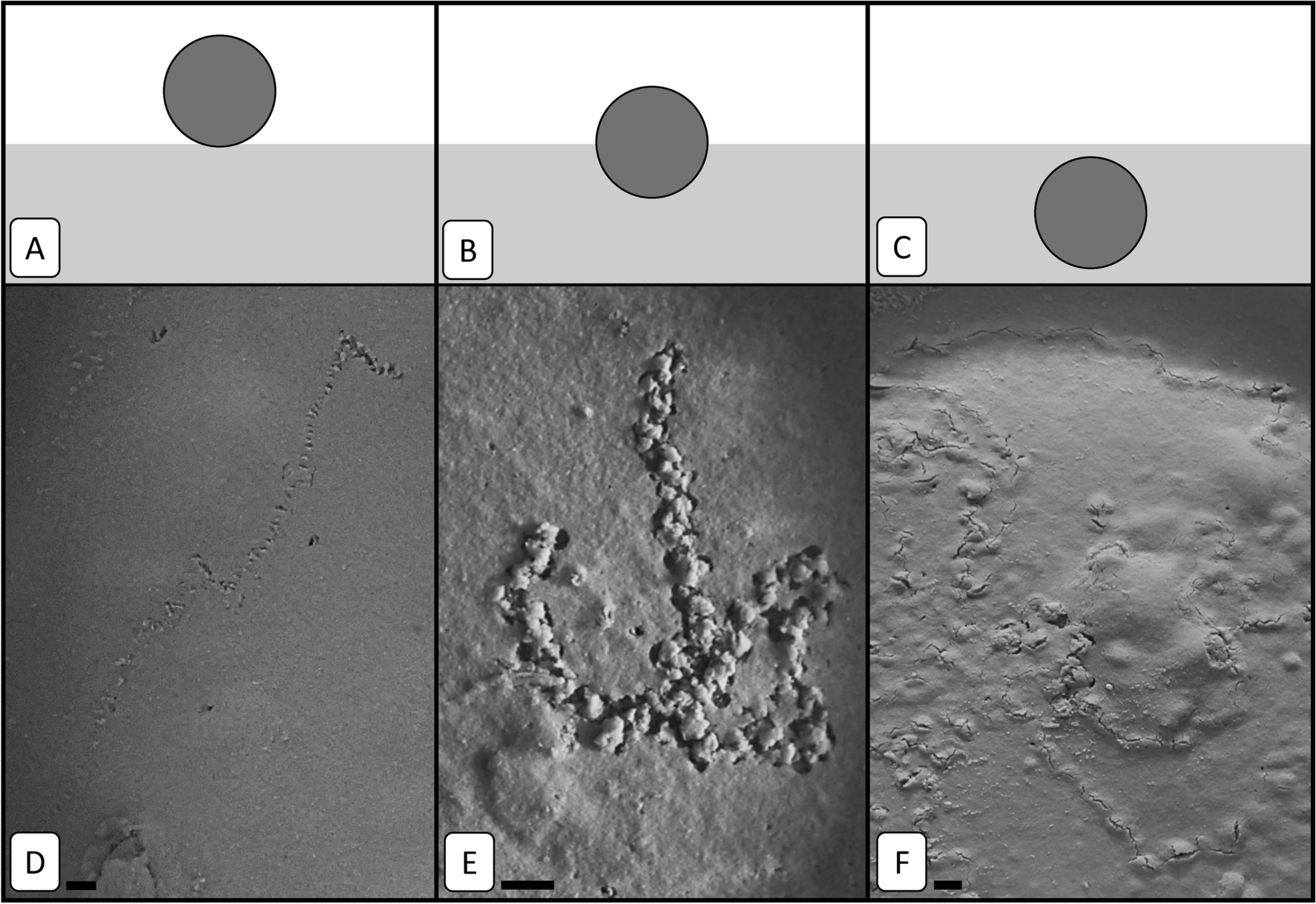 Effects Of Temperature On The Behaviour And Metabolism Of An Intertidal Foraminifera And Consequences For Benthic Ecosystem Functioning Scientific Reports