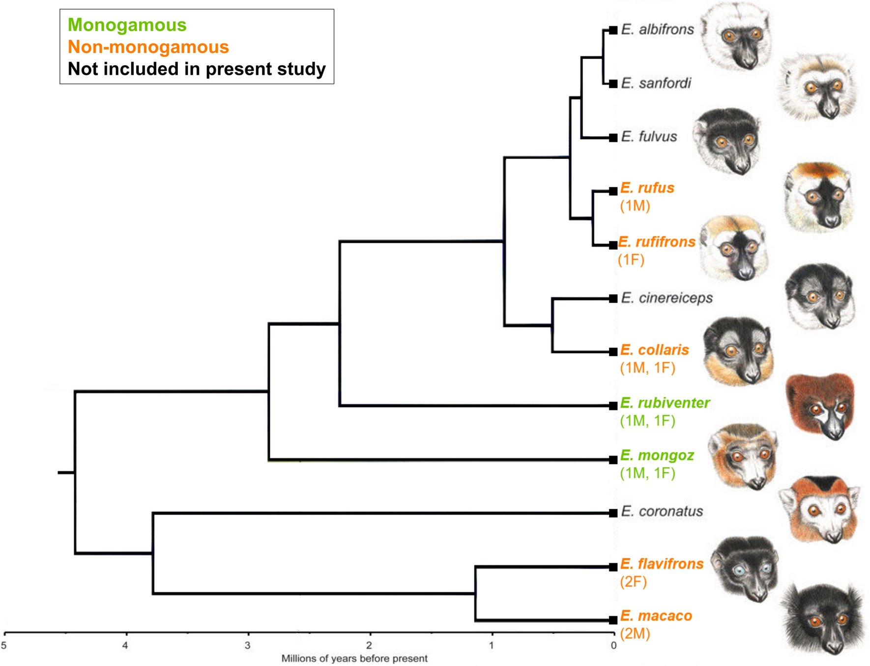 Neural correlates of mating system diversity: oxytocin and vasopressin  receptor distributions in monogamous and non-monogamous Eulemur |  Scientific Reports